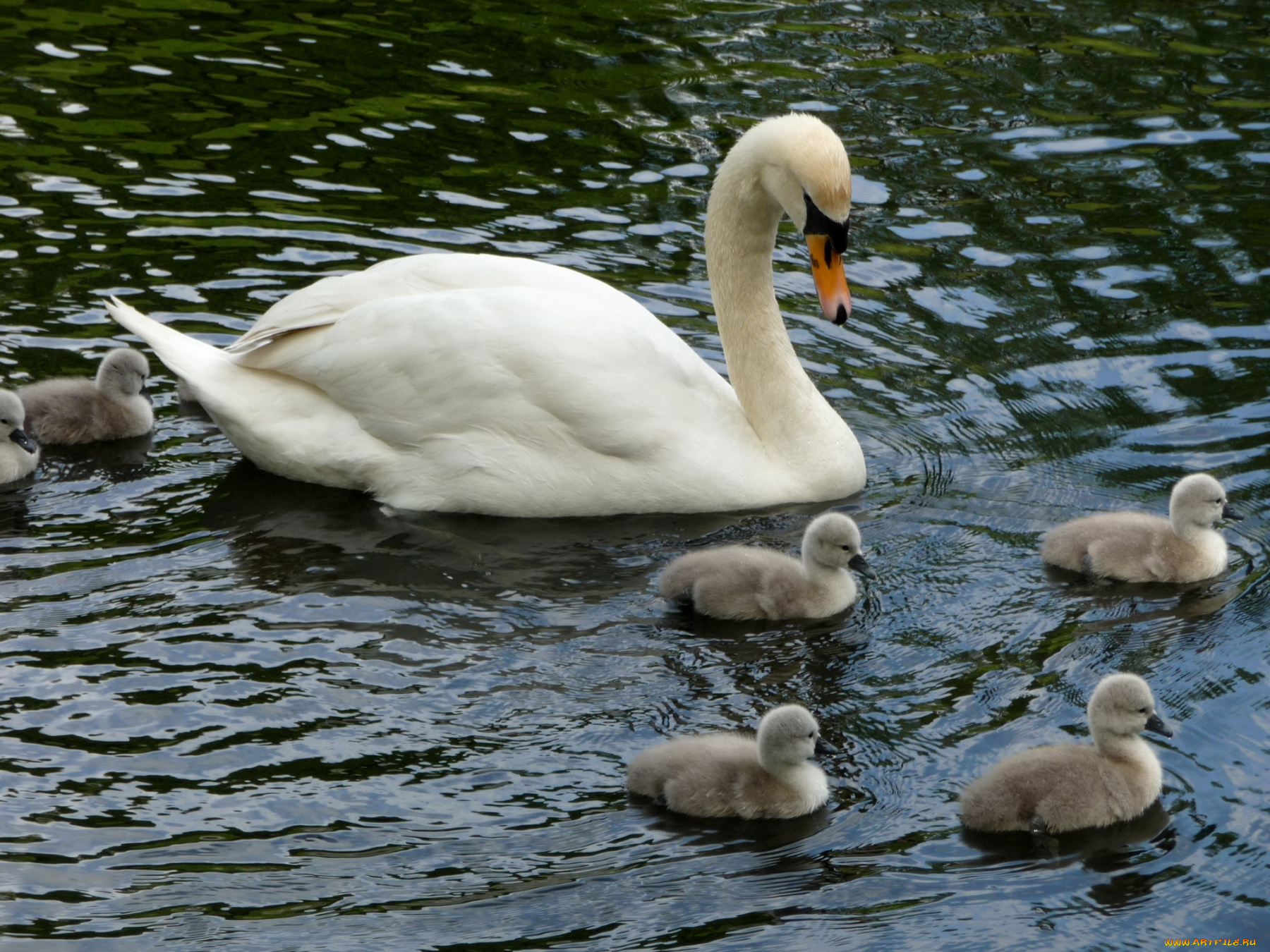 животные, лебеди, мама, малыши
