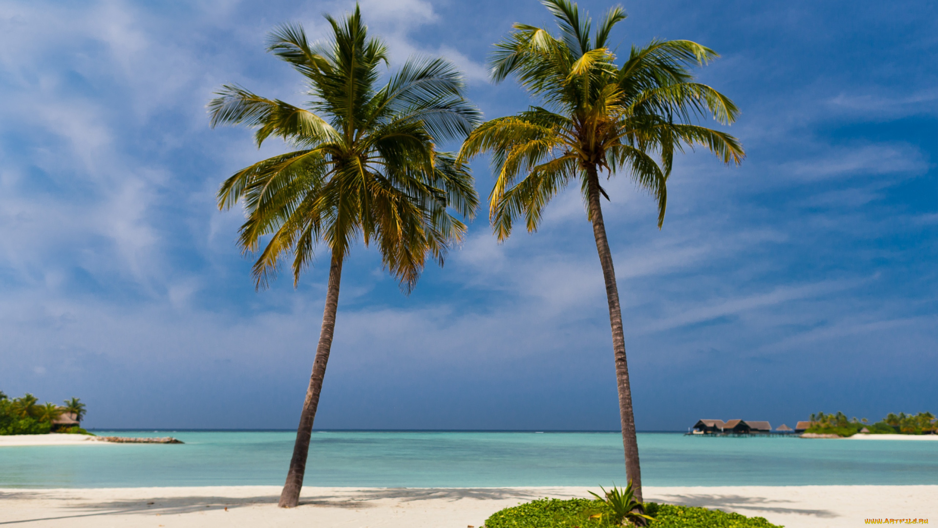 автор, сергей, доля, природа, тропики, мальдивы, пальма