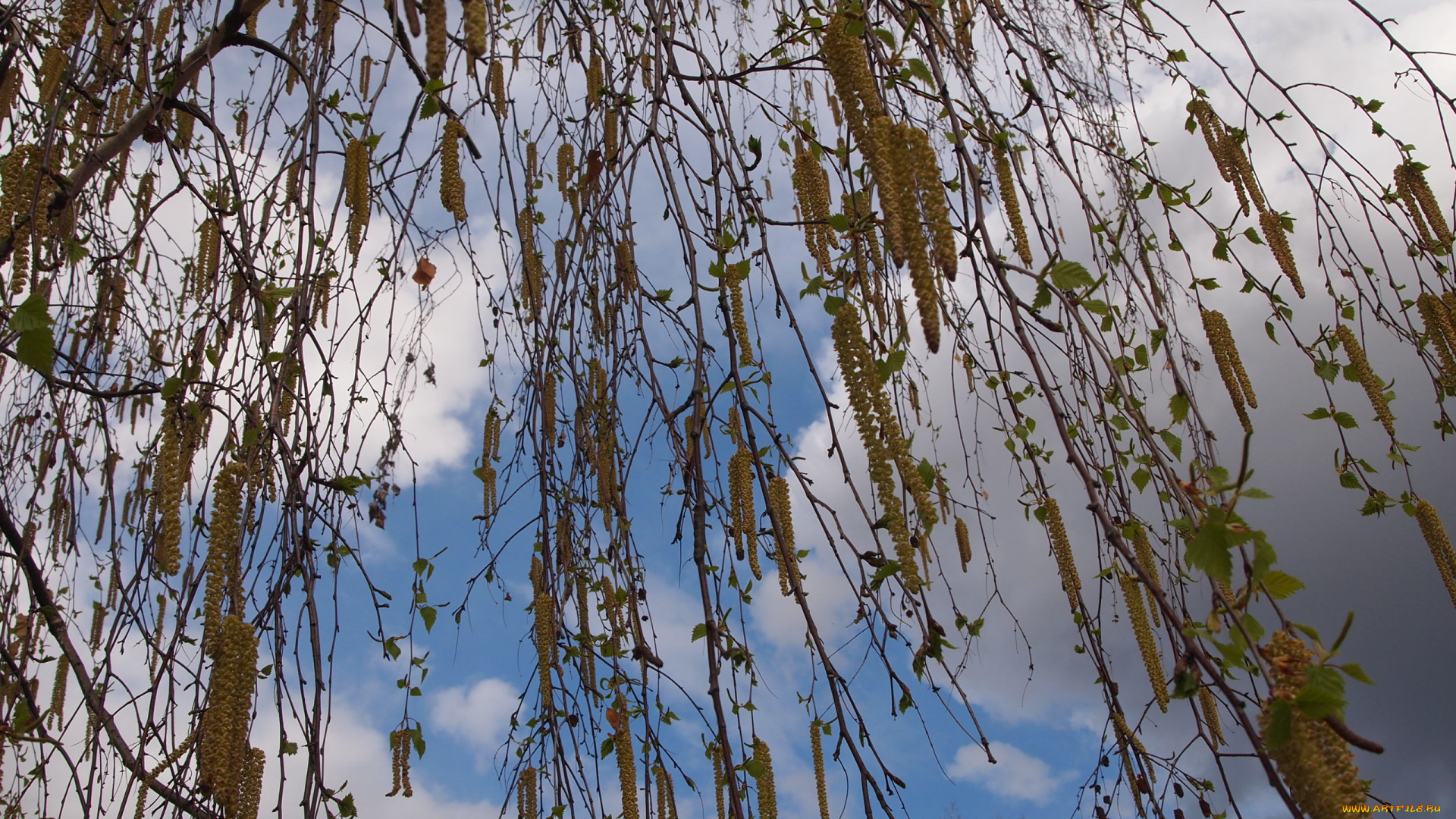 болгария, природа, деревья, листья, и