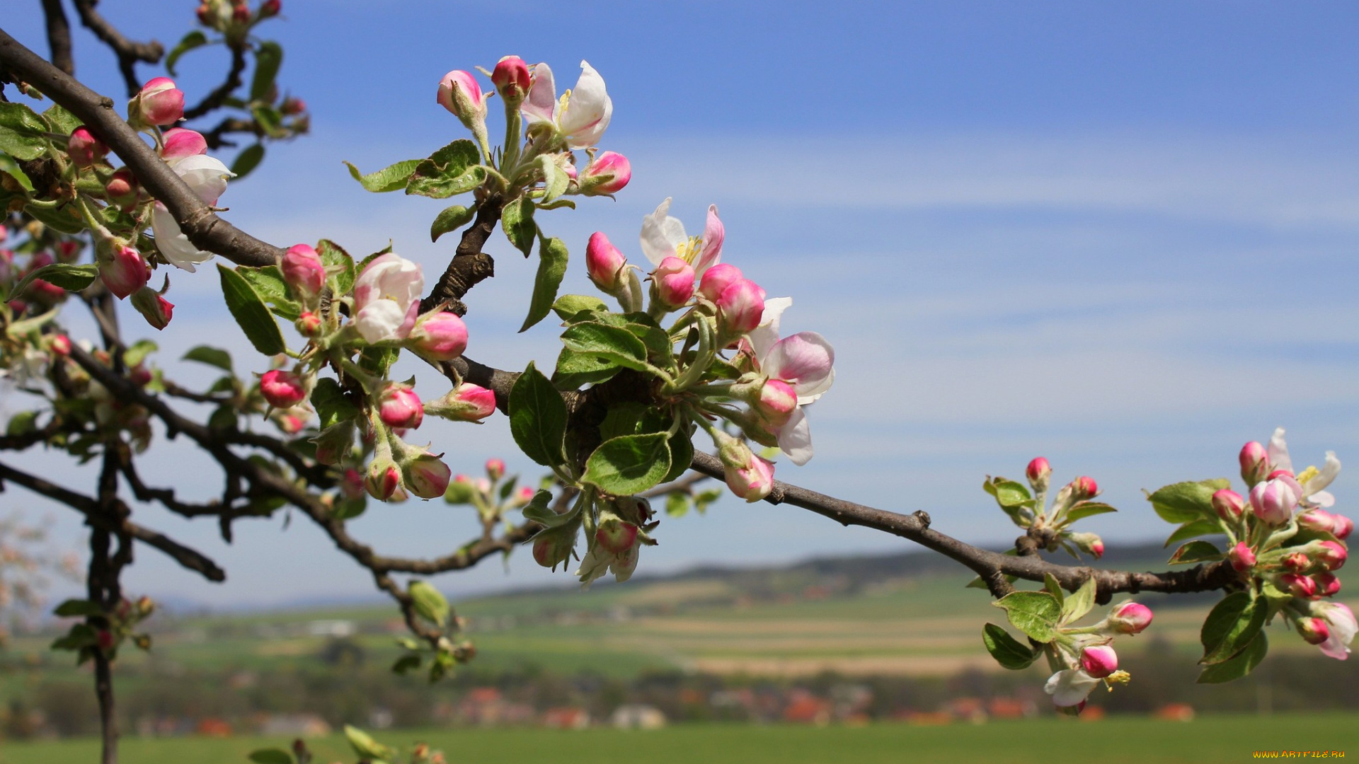 цветы, цветущие, деревья, кустарники, яблоня, бутоны, весна, ветка