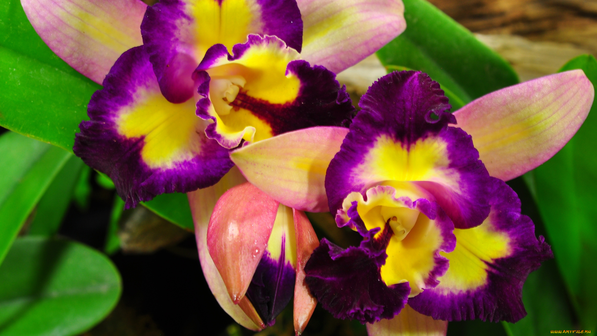 цветы, орхидеи, яркий, пестрый, экзотика