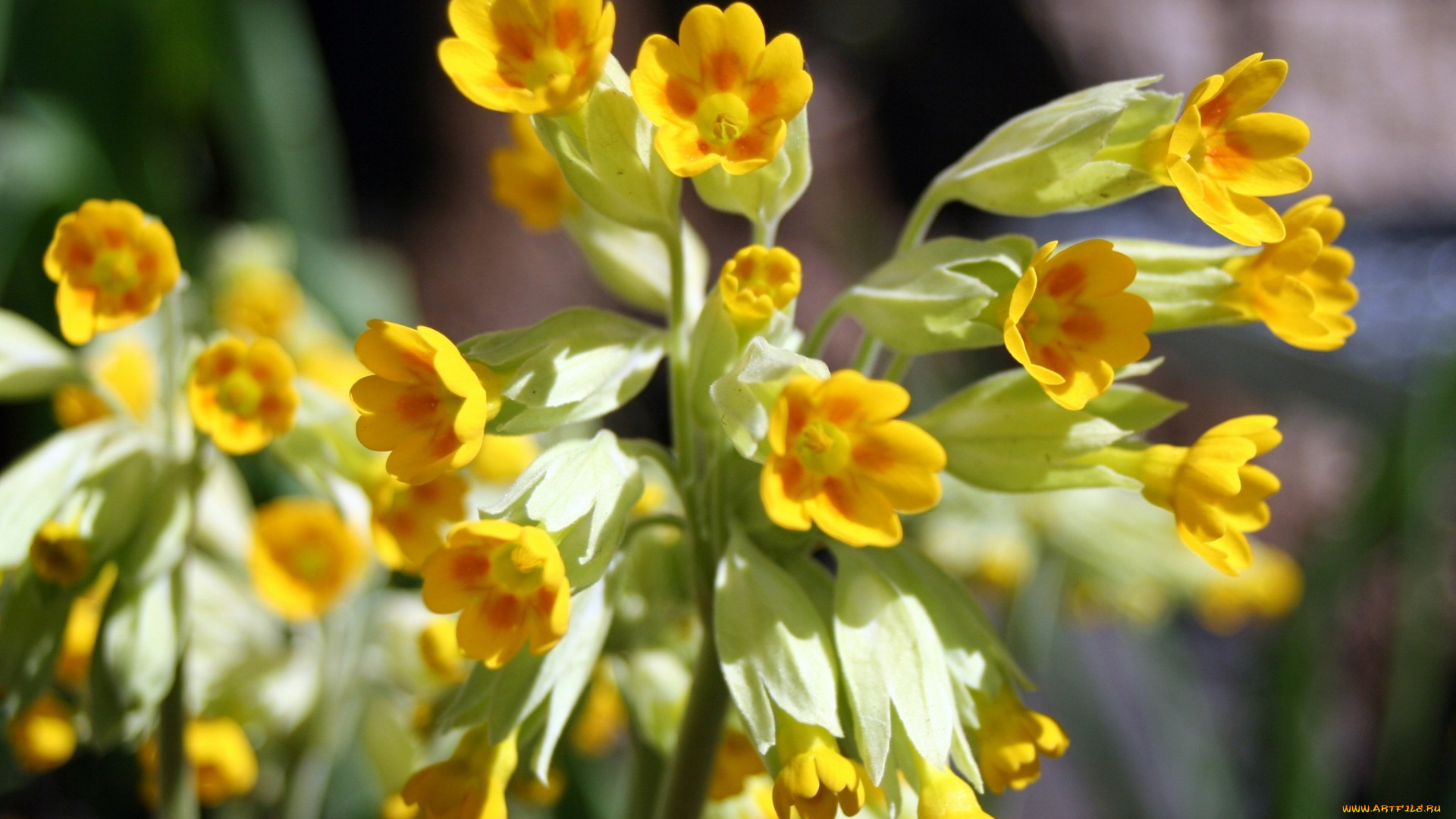 цветы, примулы, желтый