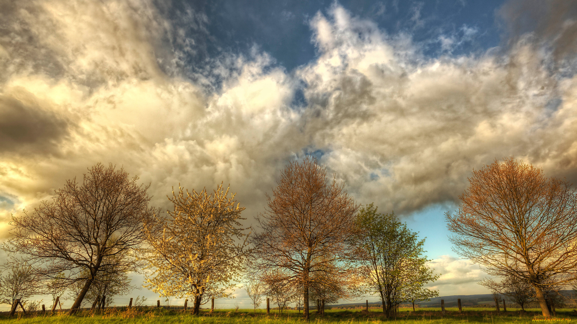 природа, деревья, пейзаж, тучи, поле