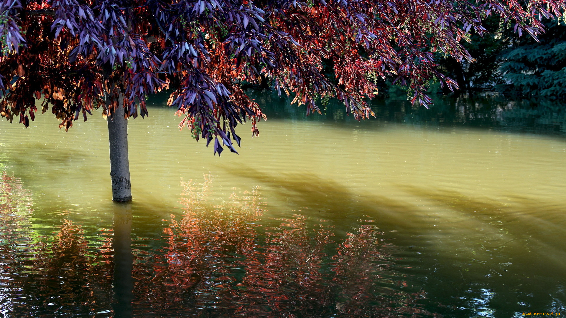 природа, деревья, вода, дерево