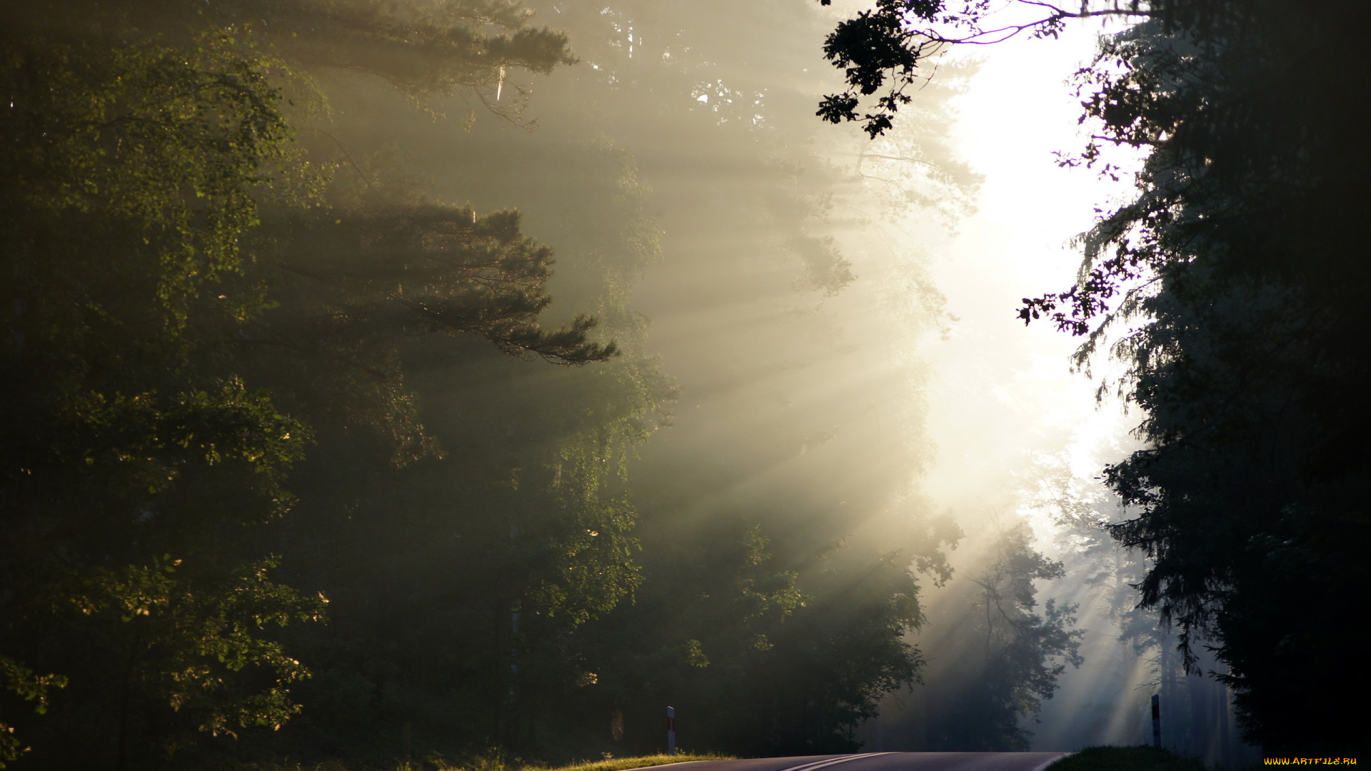 природа, дороги, деревья, утро, дорога