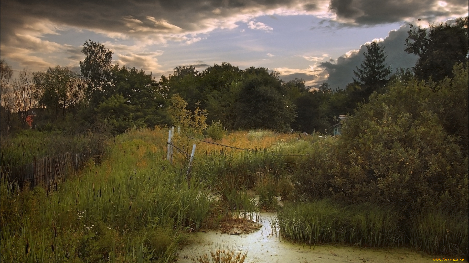 природа, лес, забор, лето, болото