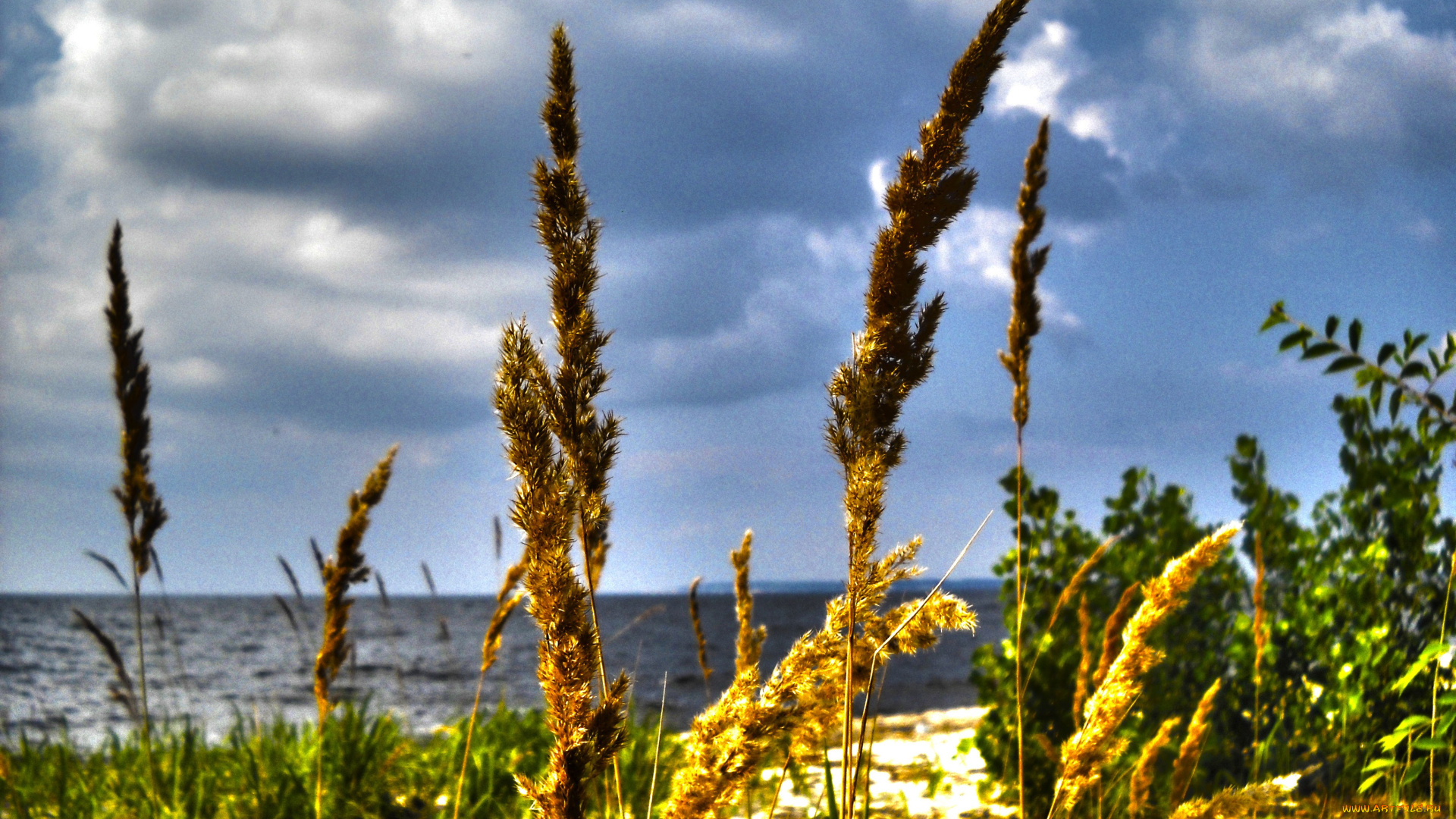 природа, макро, море, берег, моря, облака, колоски, hdr