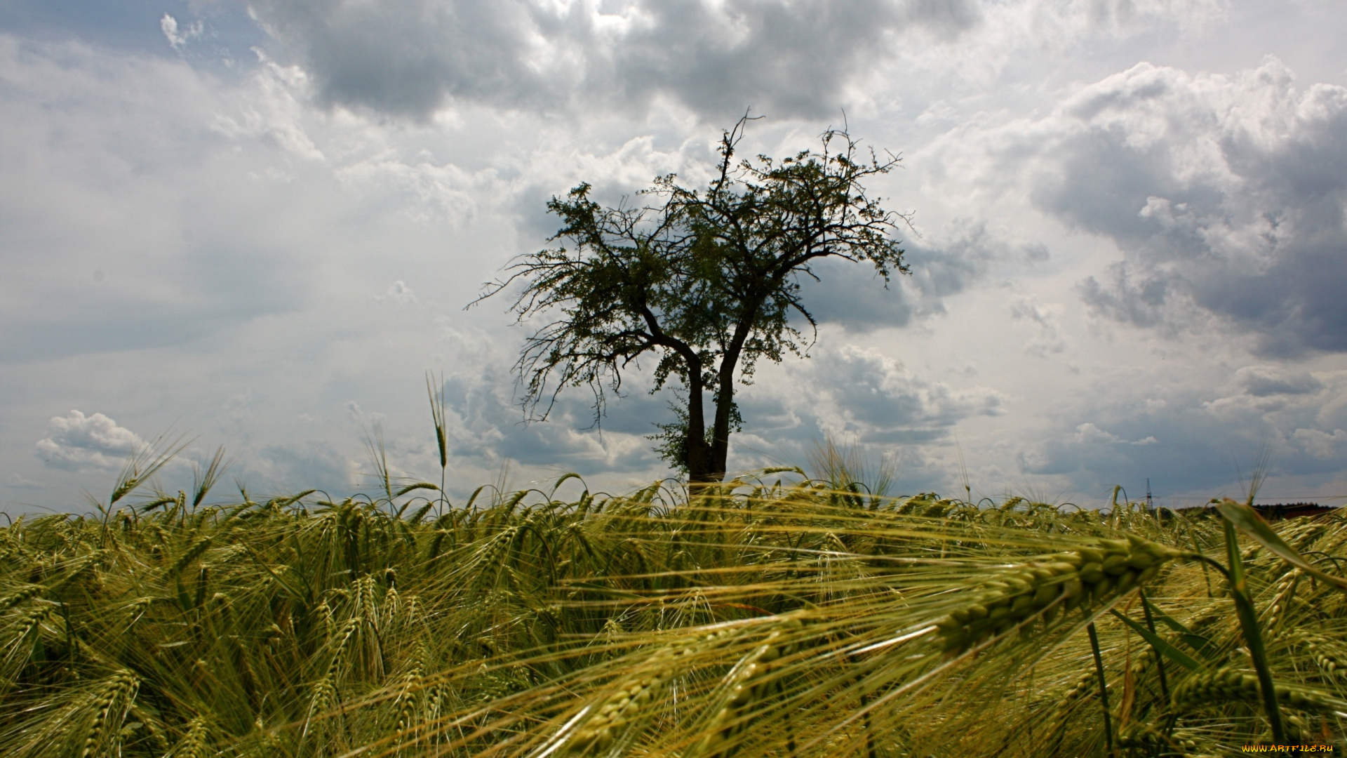 природа, поля, дерево, поле, лето, небо