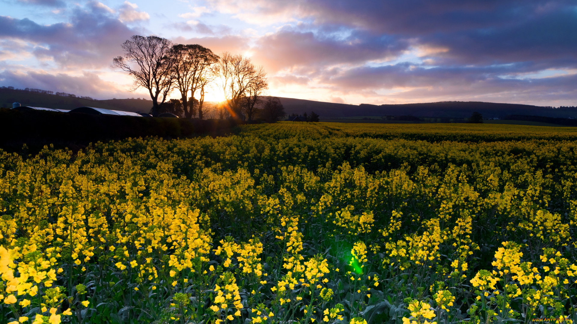 природа, поля, сурепка, закат