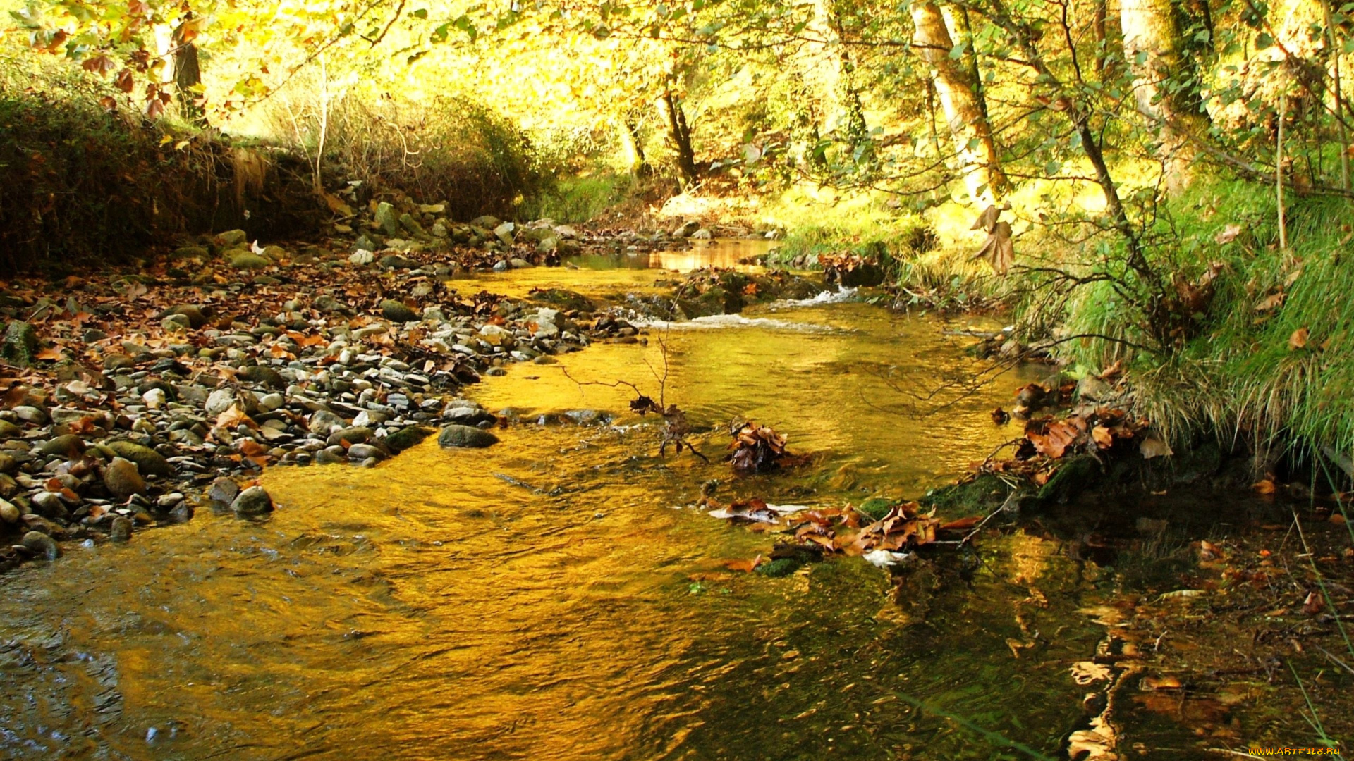 природа, реки, озера, лес, речка, лето