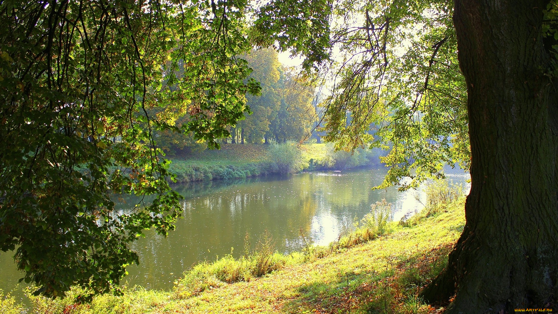 природа, реки, озера, лето, река, дерево