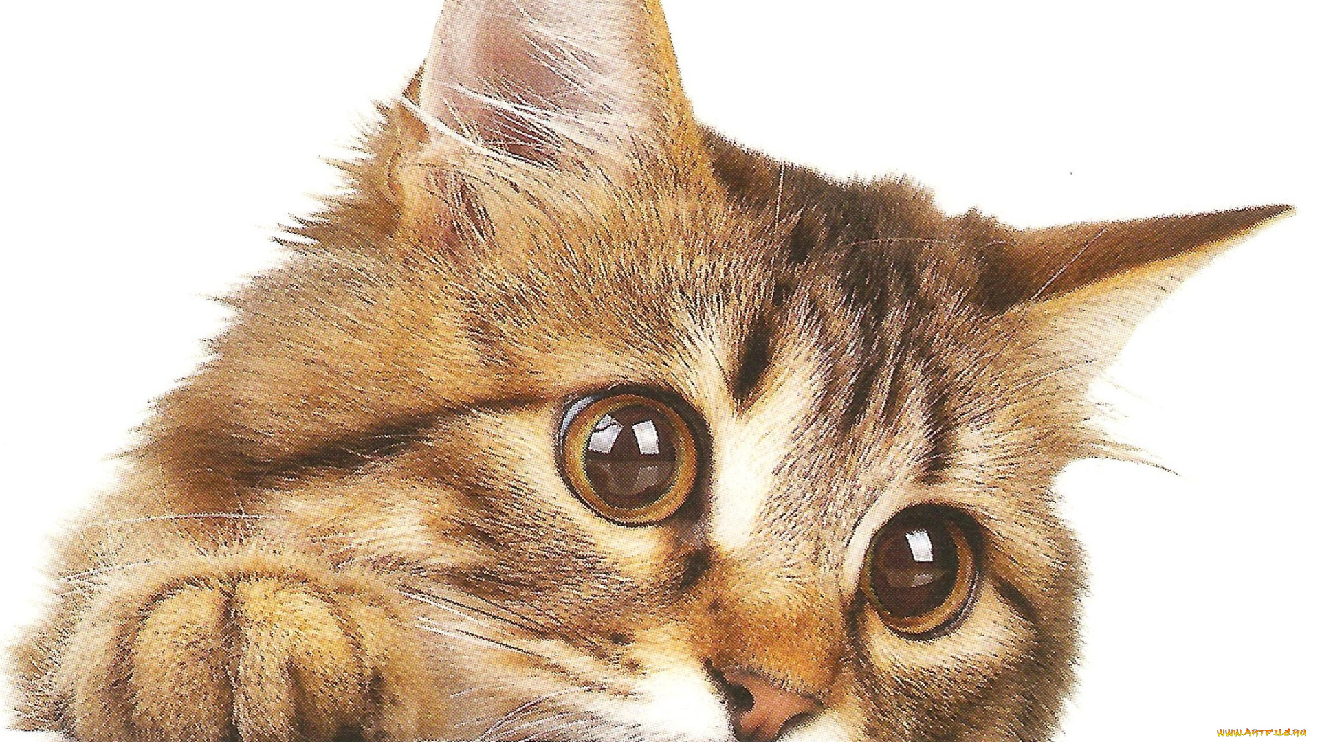 рисованные, животные, коты, кошка, кот