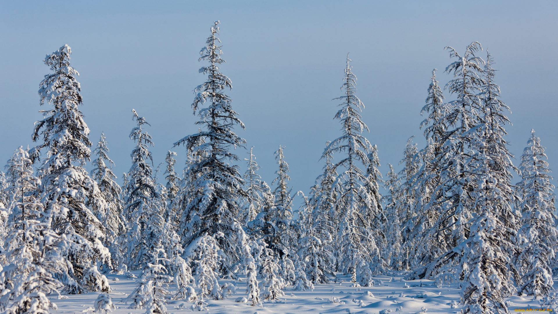 сергей, доля, природа, зима, Якутия
