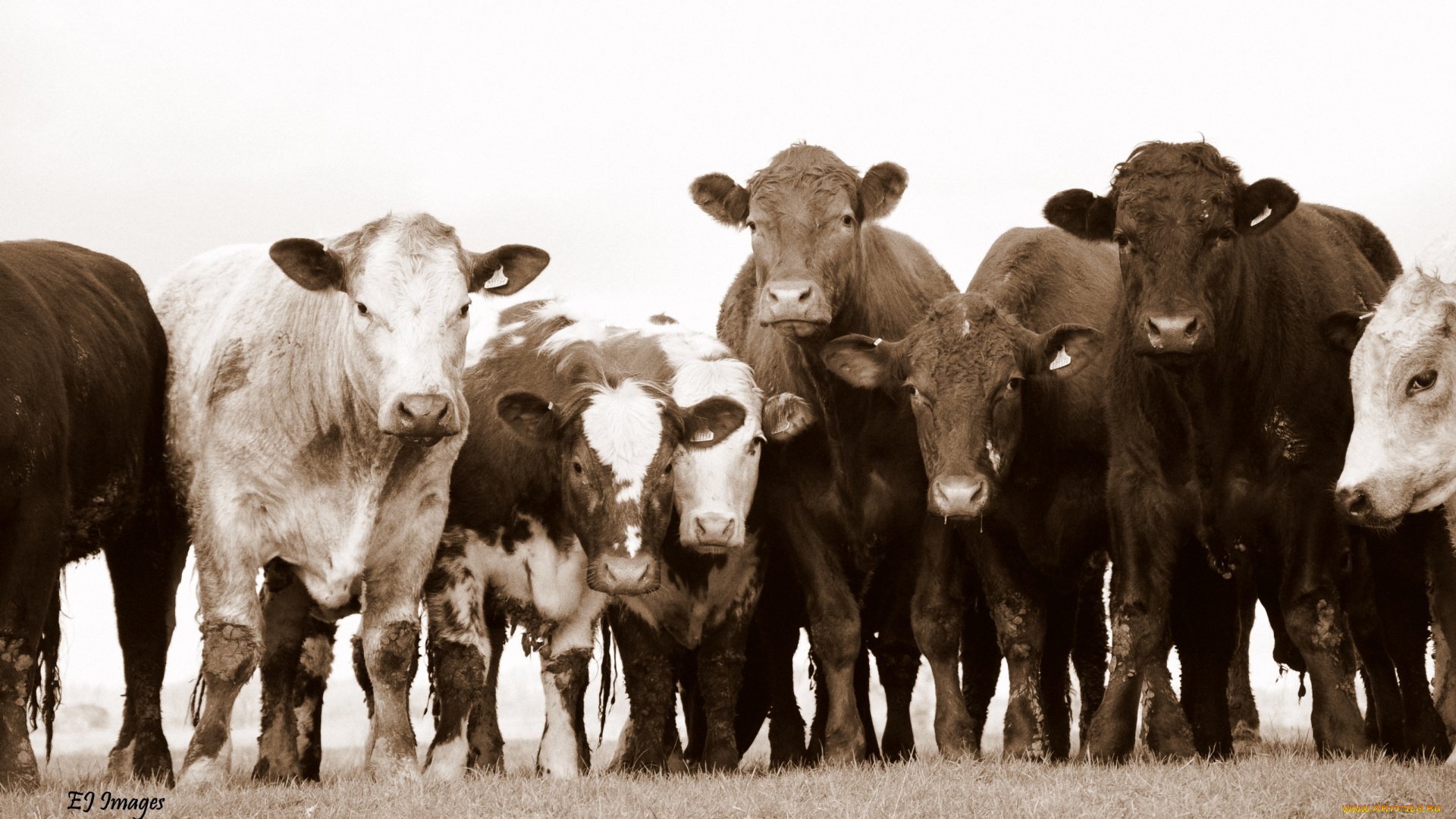 животные, коровы, буйволы, стадо