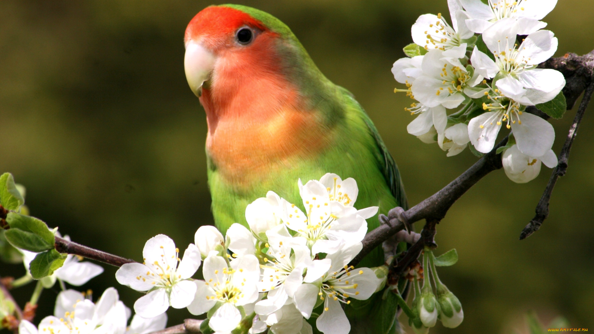 животные, попугаи, неразлучник, цветение, ветка