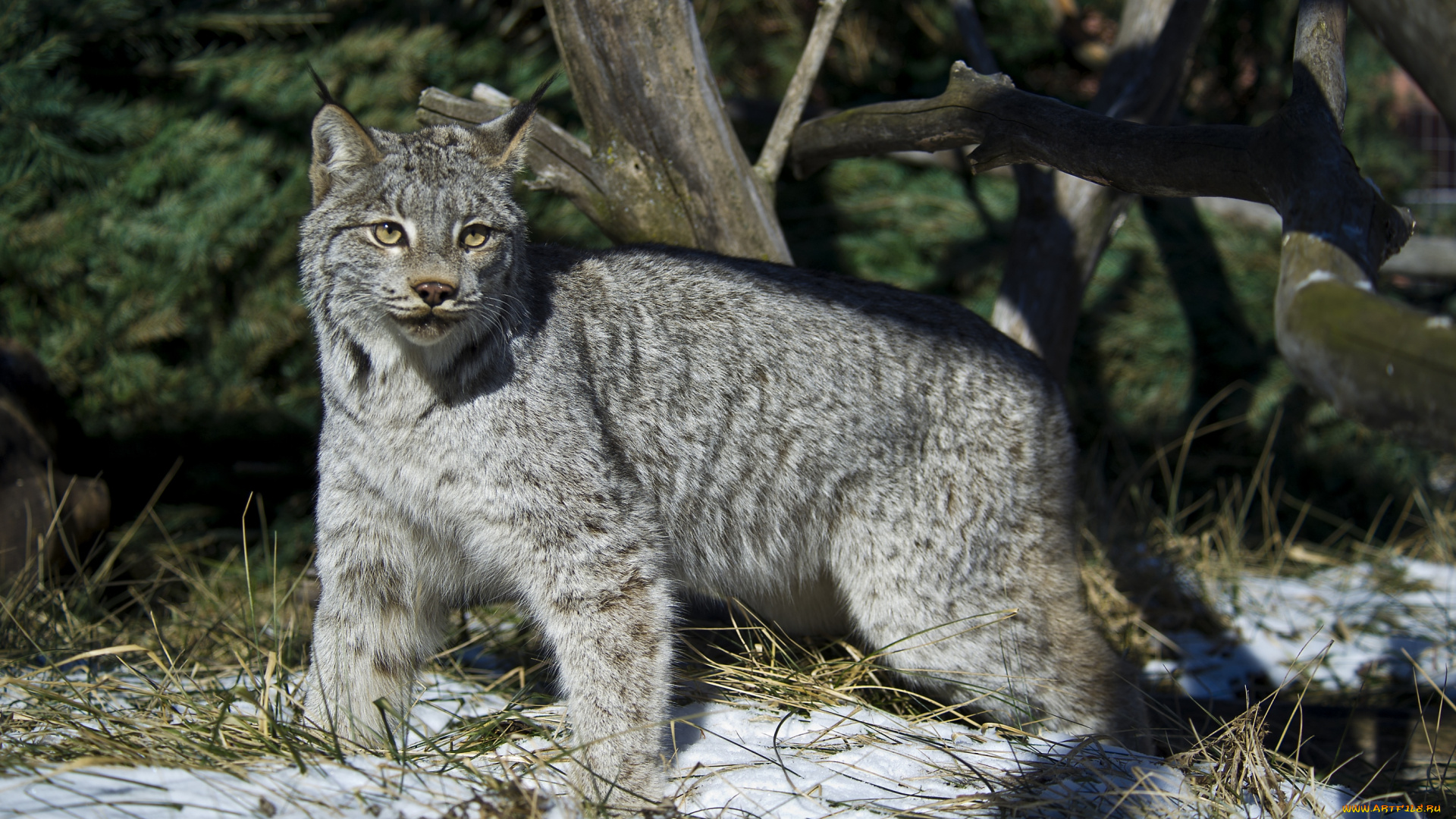 животные, рыси, хищник, серый