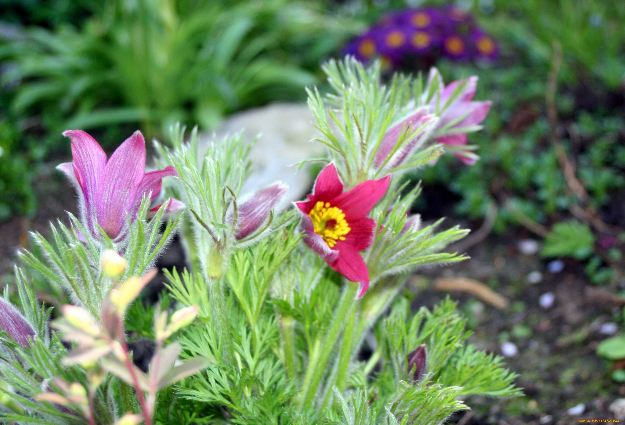 цветы, анемоны, адонисы, прострел