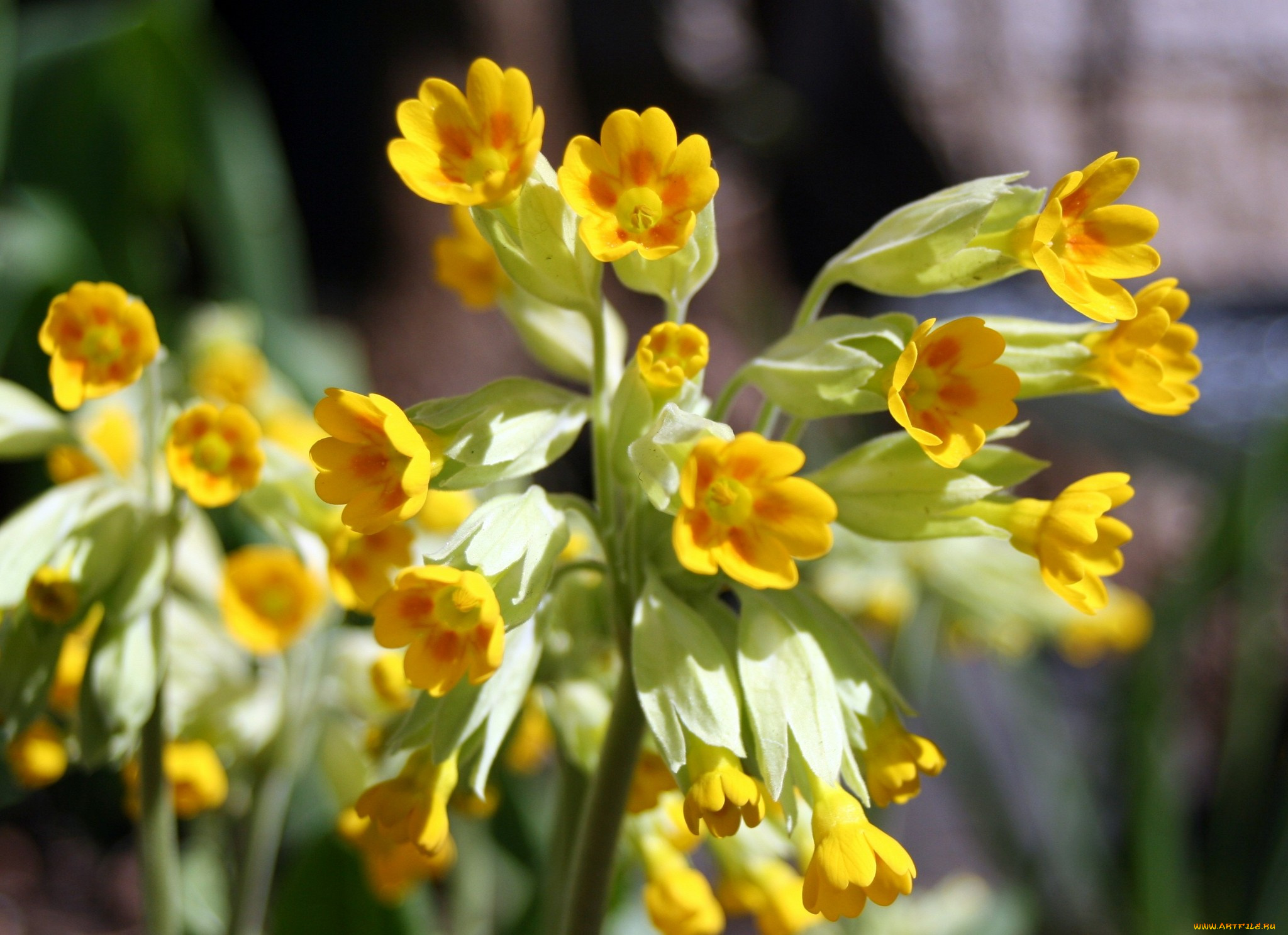 цветы, примулы, желтый