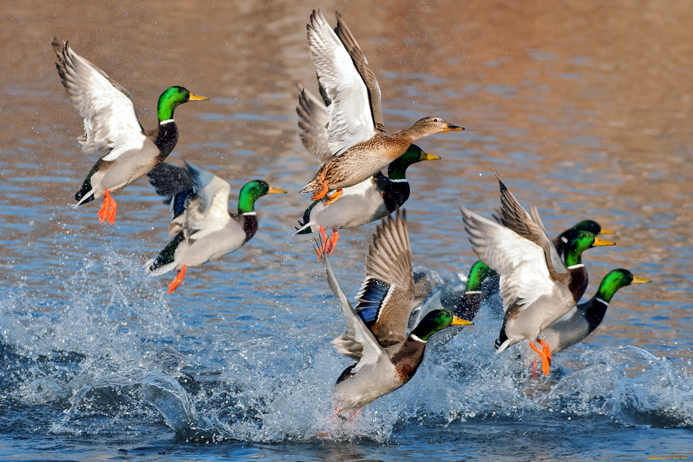 животные, утки, вода, крылья, взлет