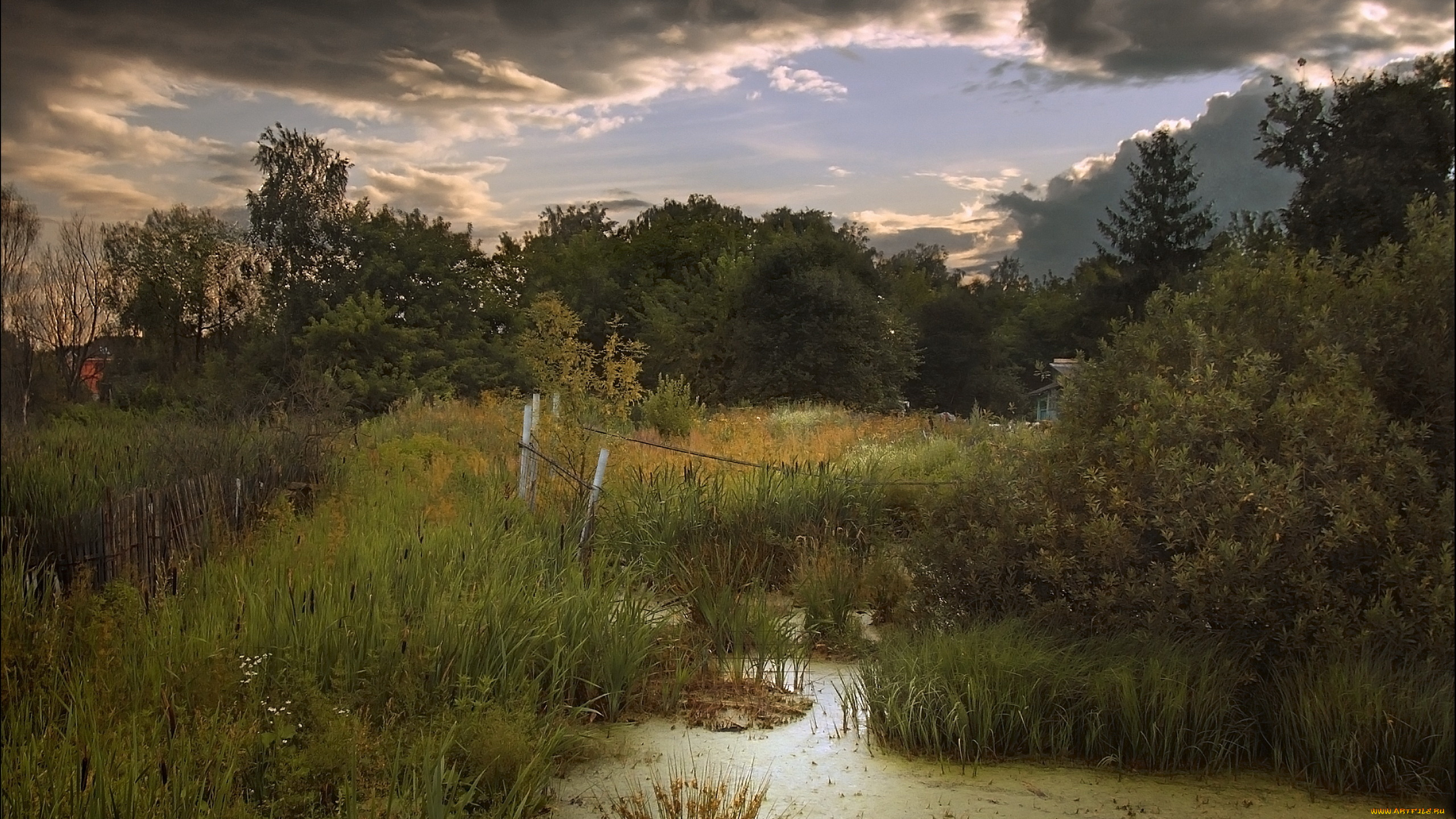 природа, лес, забор, лето, болото