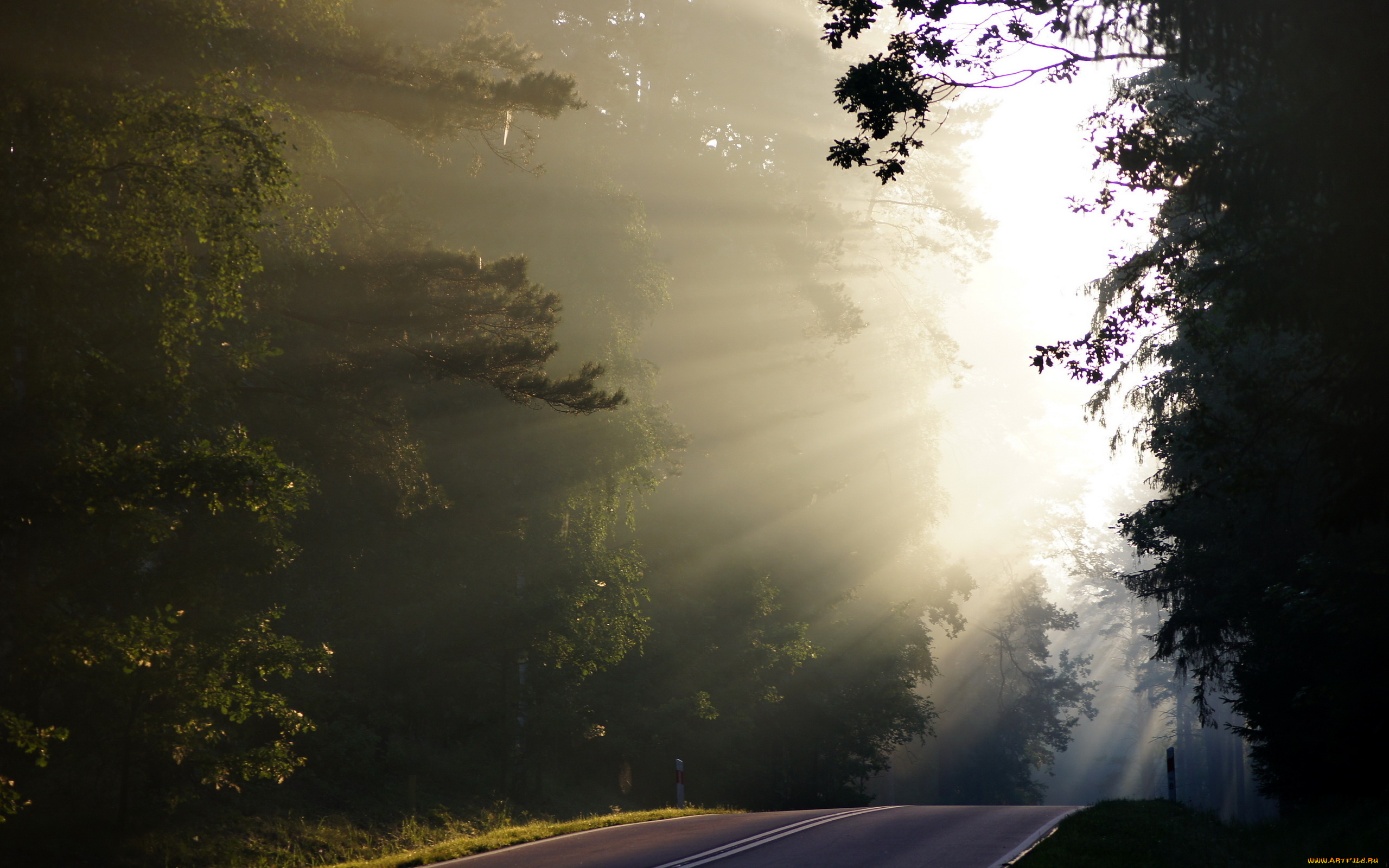 природа, дороги, деревья, утро, дорога