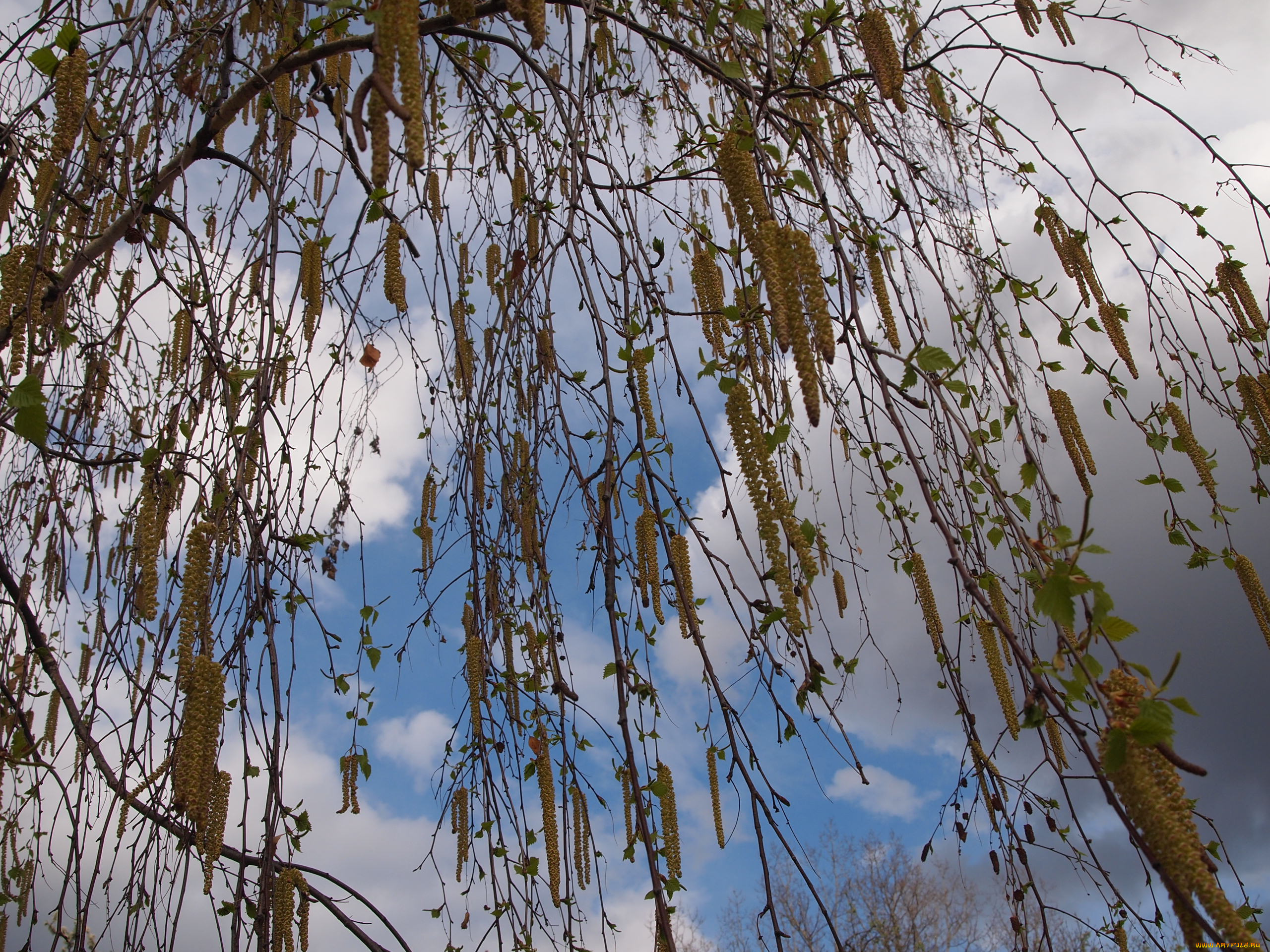 болгария, природа, деревья, листья, и