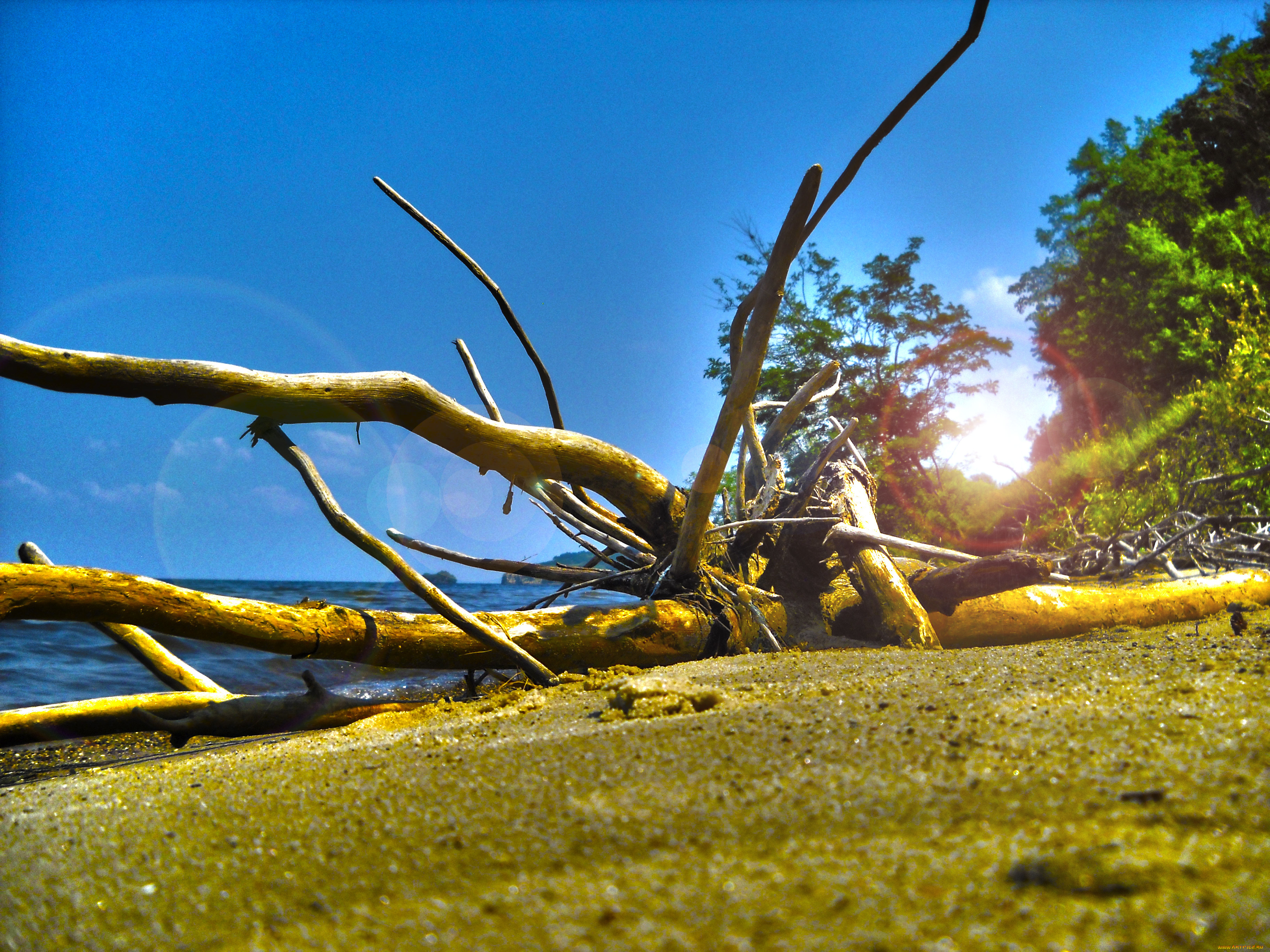 природа, побережье, небо, облака, пляж, макро, hdr, дерево, лето, берег, море, размытость