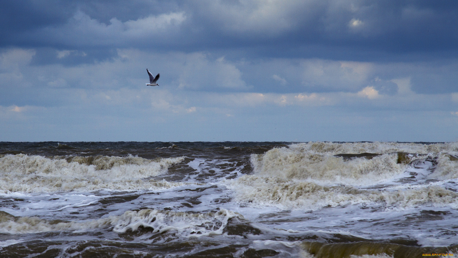 природа, моря, океаны, чайка, тучи, море, волны, пена