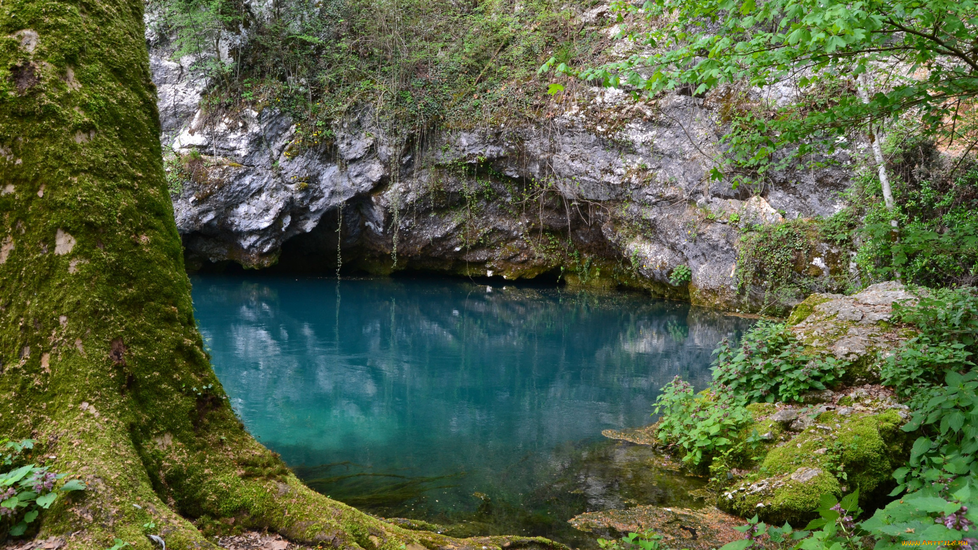 природа, реки, озера, водоём, ветки, пейзаж, дерево