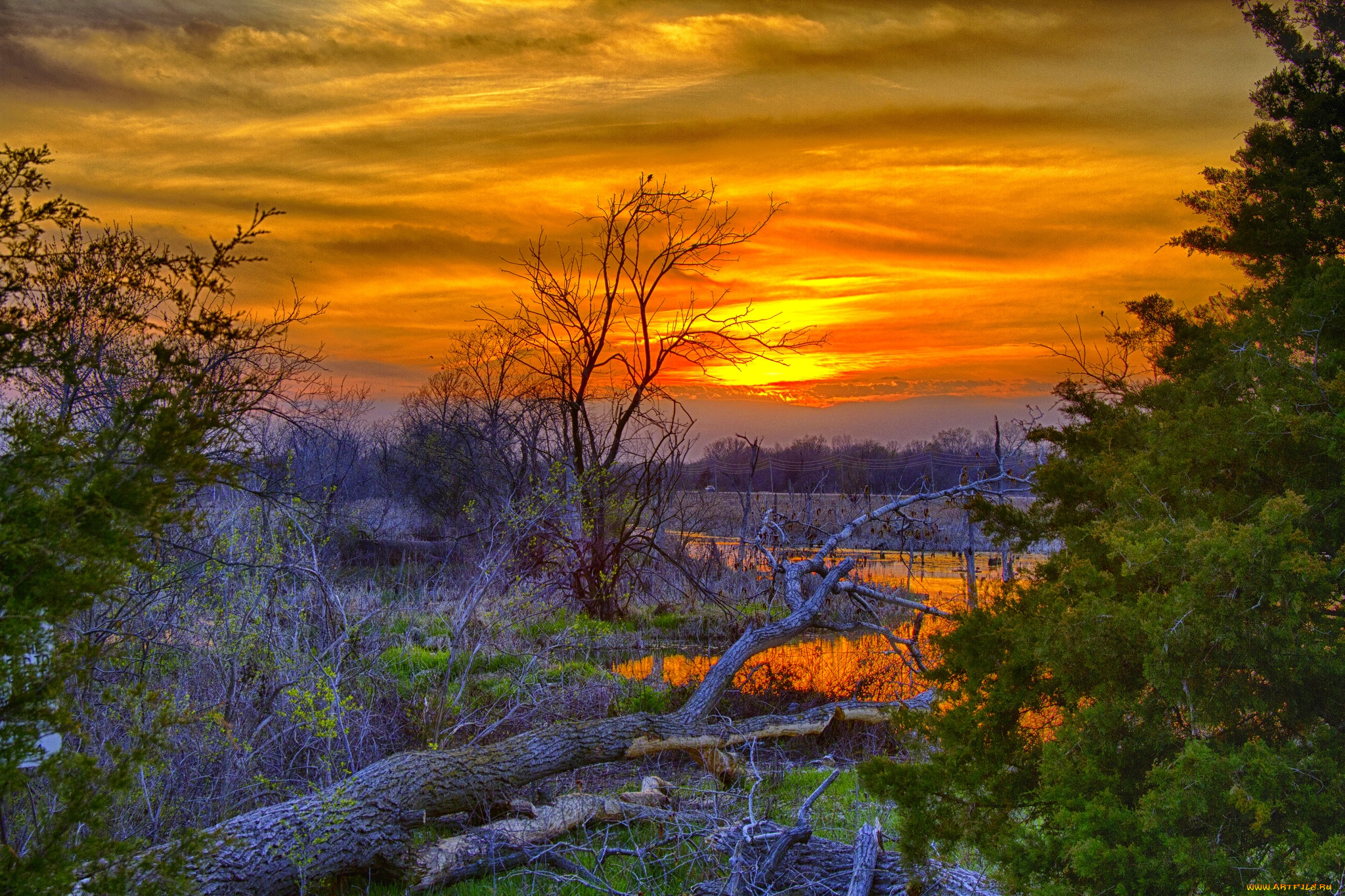 природа, лес, заросли, стволы, вода, тучи, свет, весна