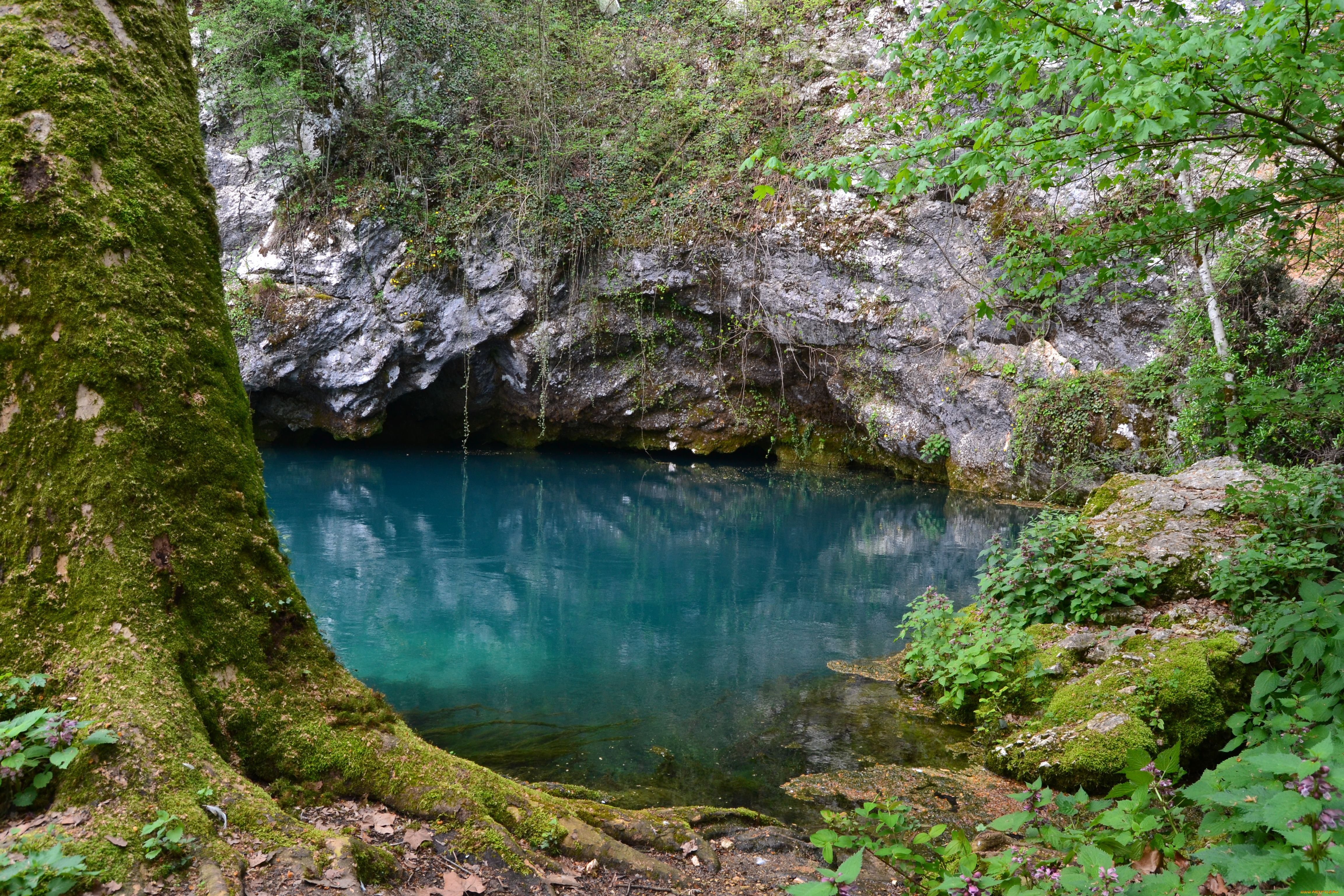 природа, реки, озера, водоём, ветки, пейзаж, дерево
