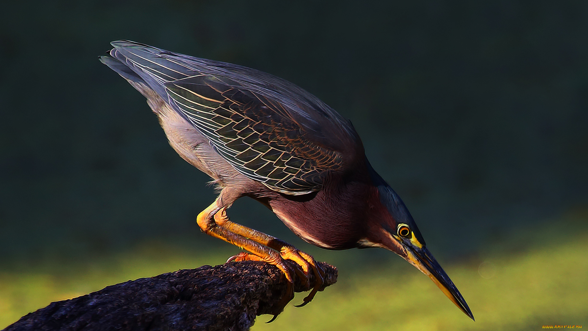 green, heron, животные, цапли, , выпи, цаплч, зеленая