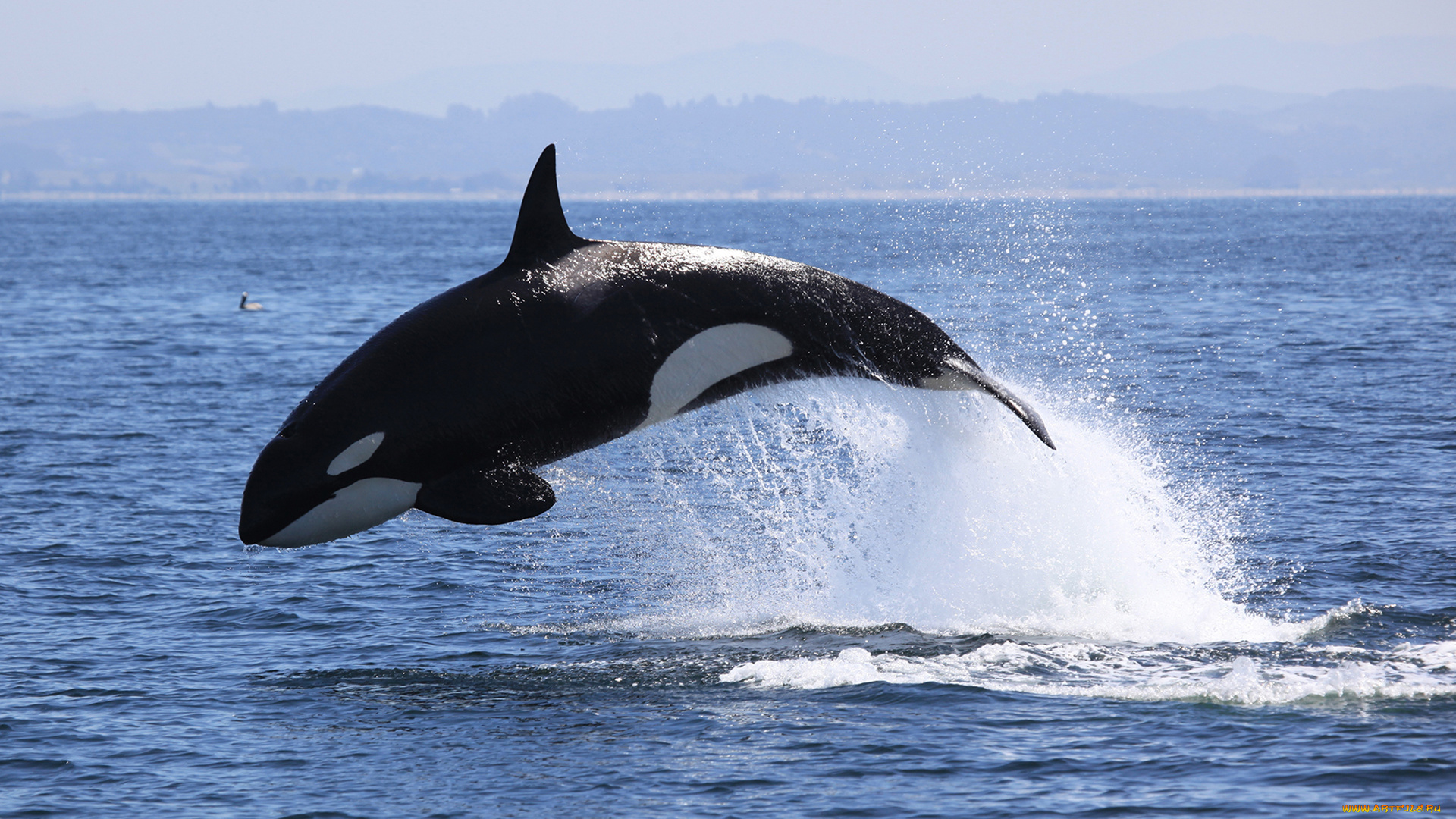 косатка, животные, косатки, кит, хищник, млекопитающее, море, животное