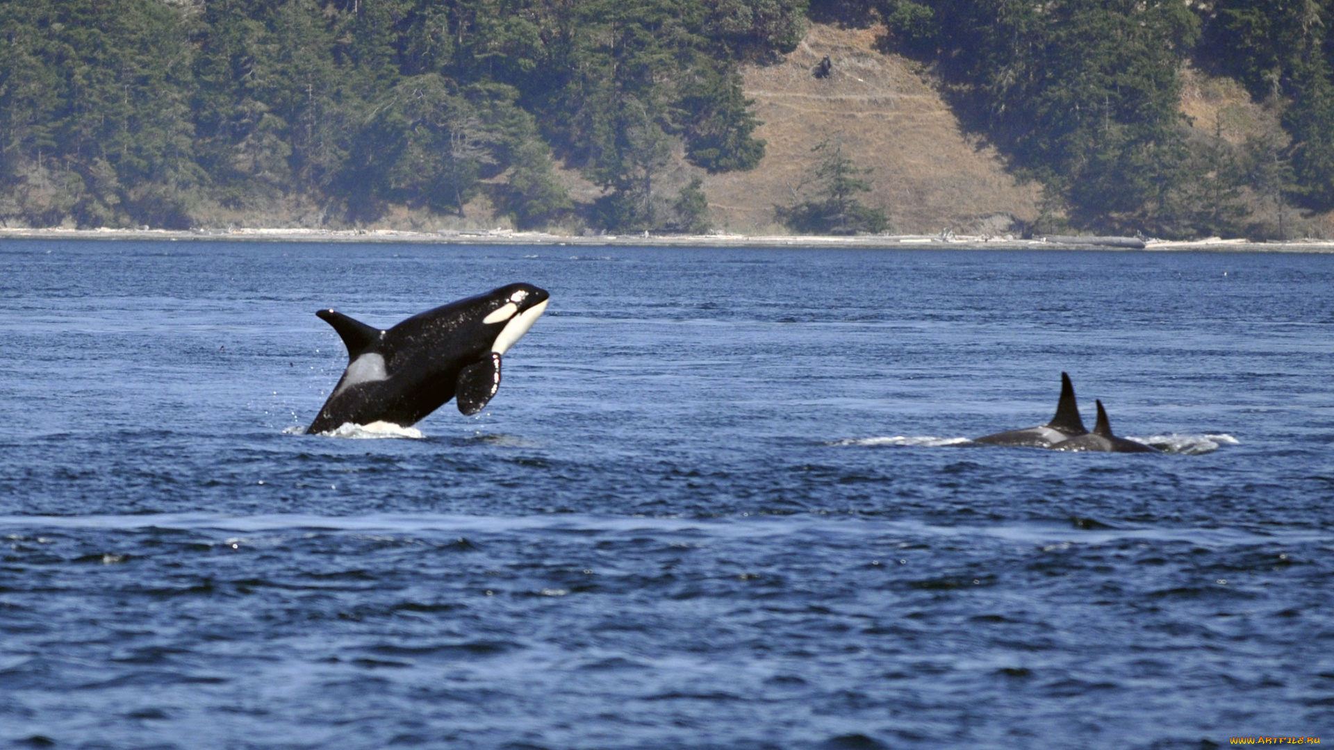 косатка, животные, косатки, млекопитающее, море, животное, кит, хищник
