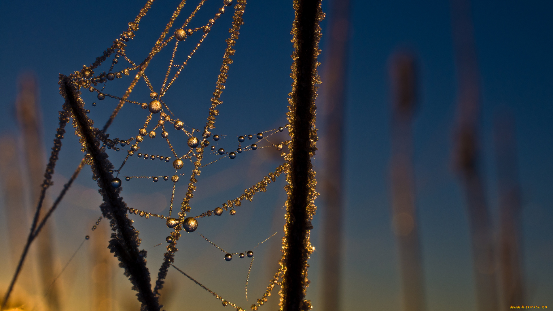 природа, макро, паутина, роса, трава, капли