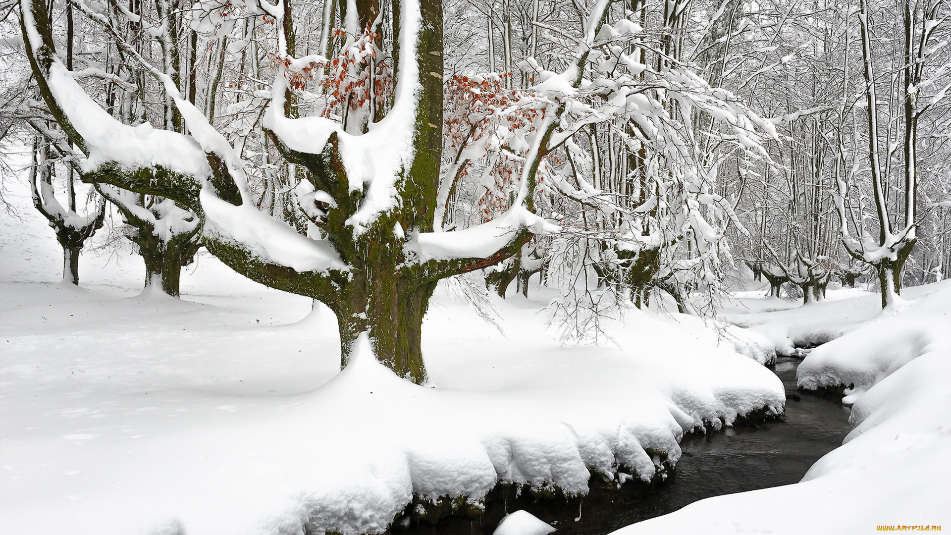природа, зима, лес, снег, река