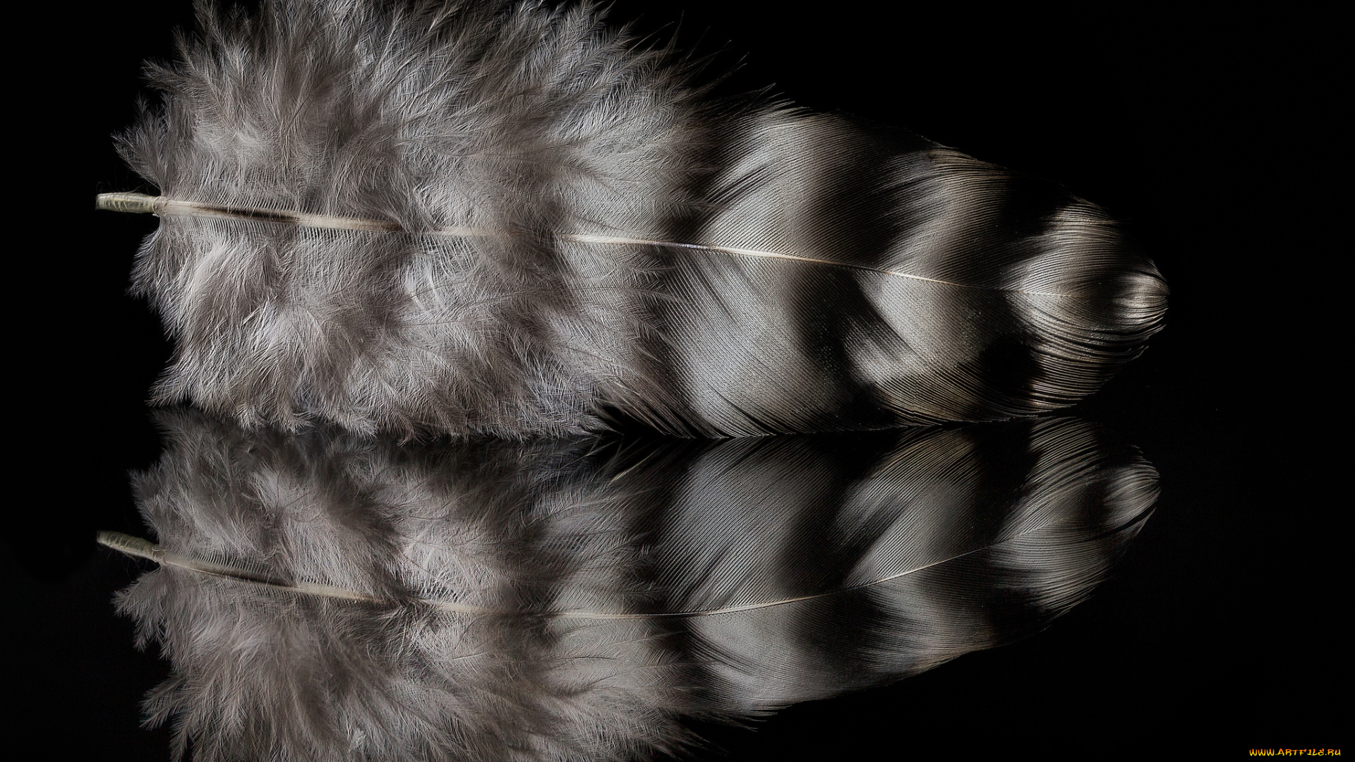 разное, перья, отражение, перо