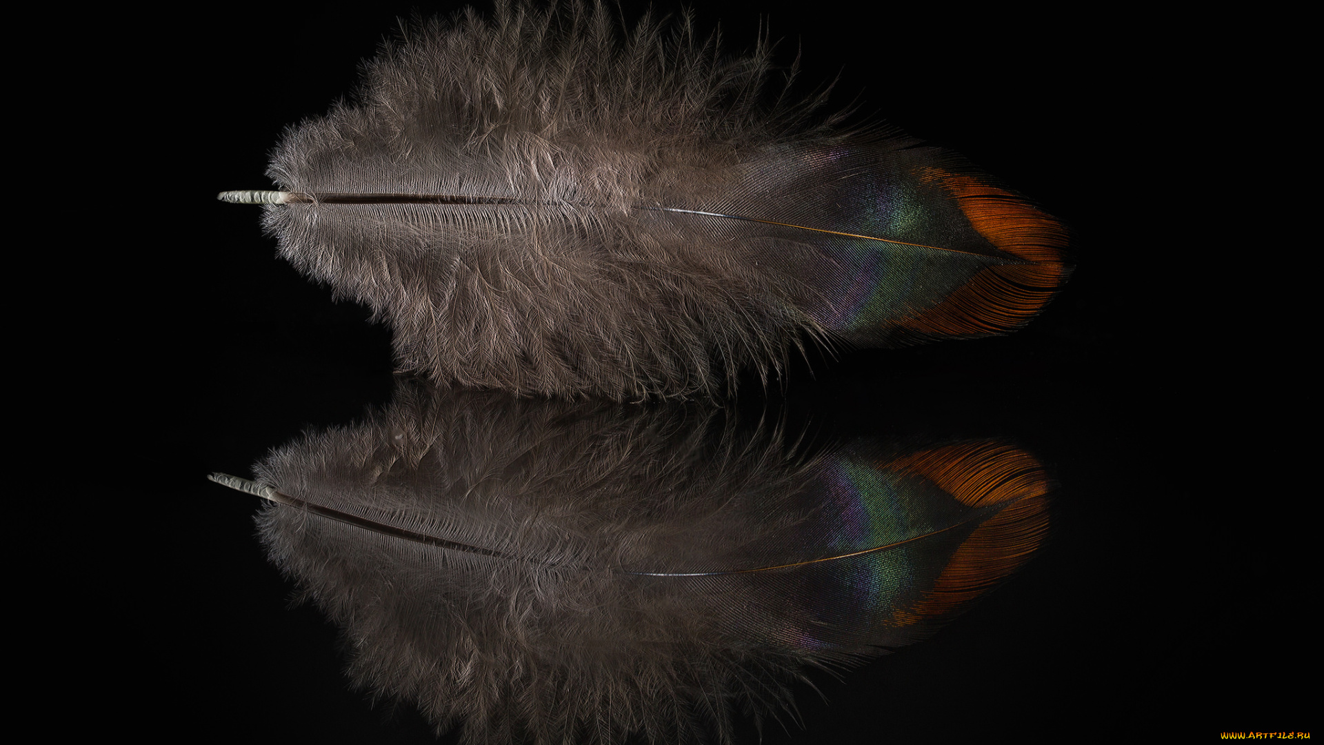 разное, перья, отражение, перо