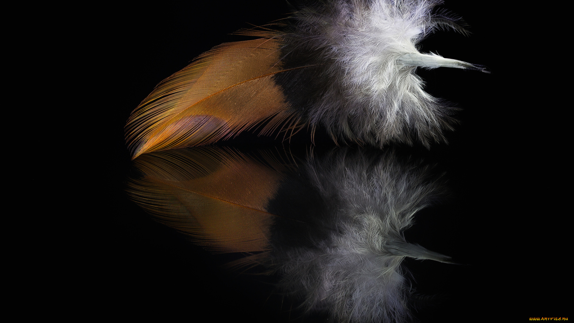 разное, перья, отражение, перо