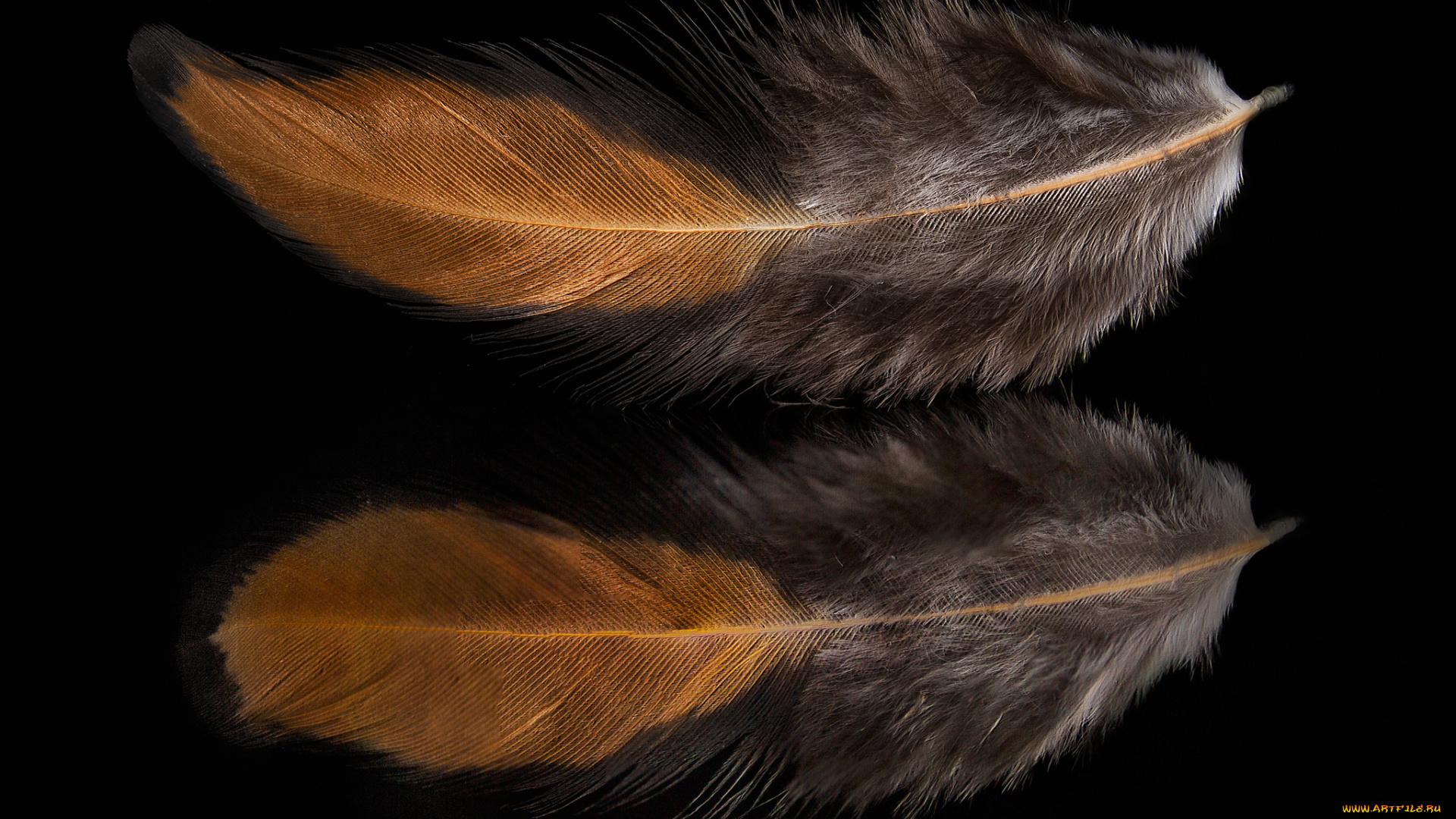 разное, перья, отражение, перо