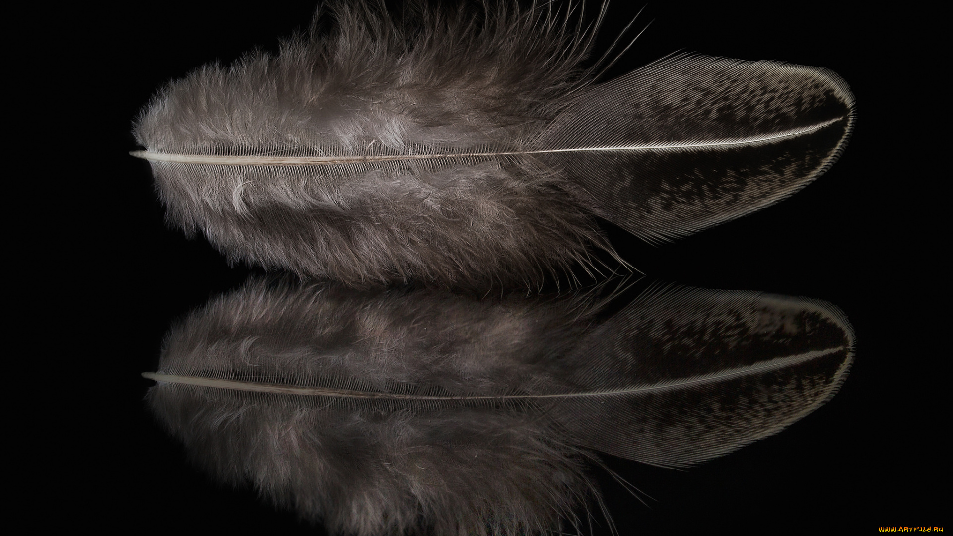 разное, перья, отражение, перо