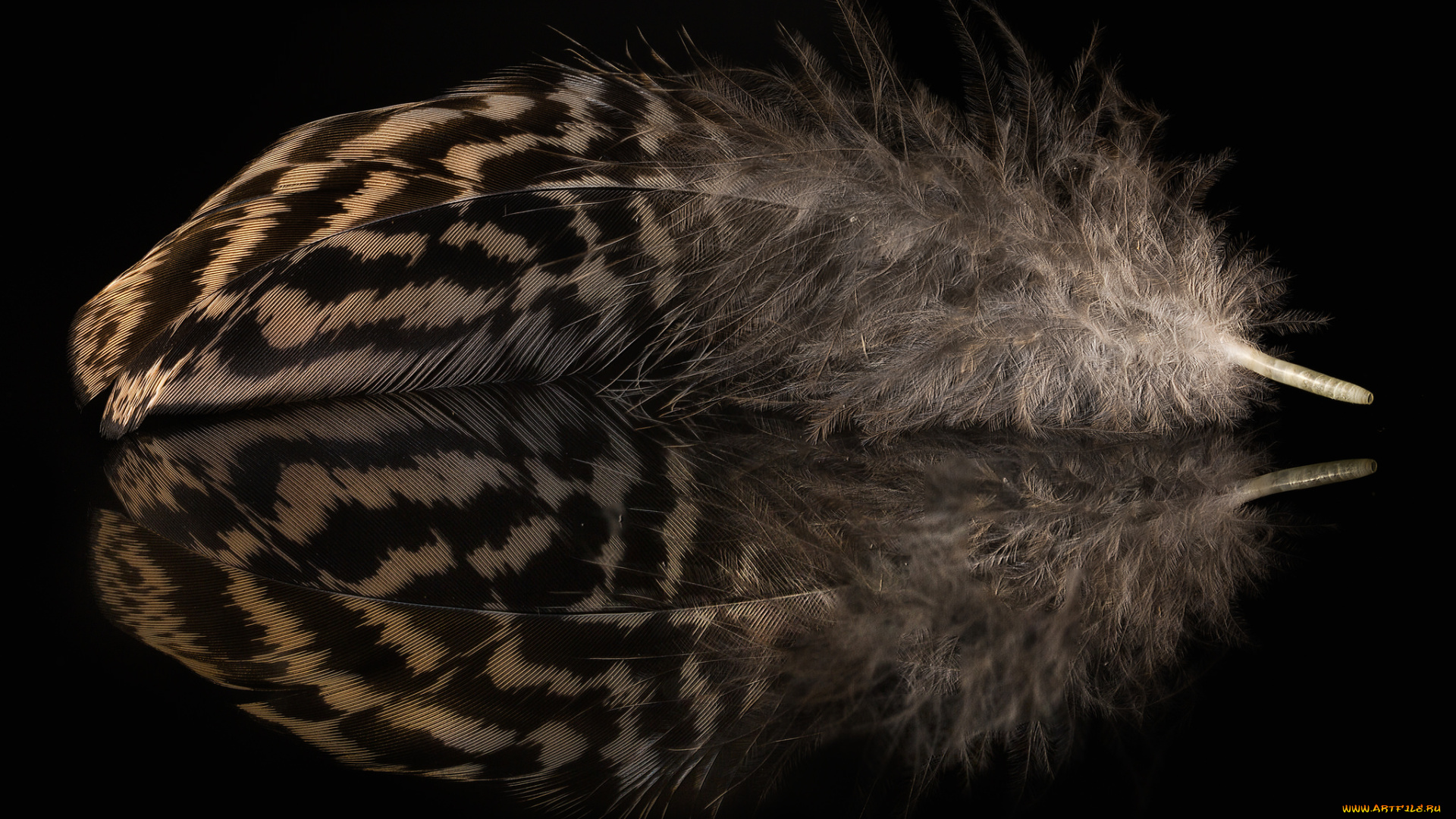 разное, перья, отражение, перо