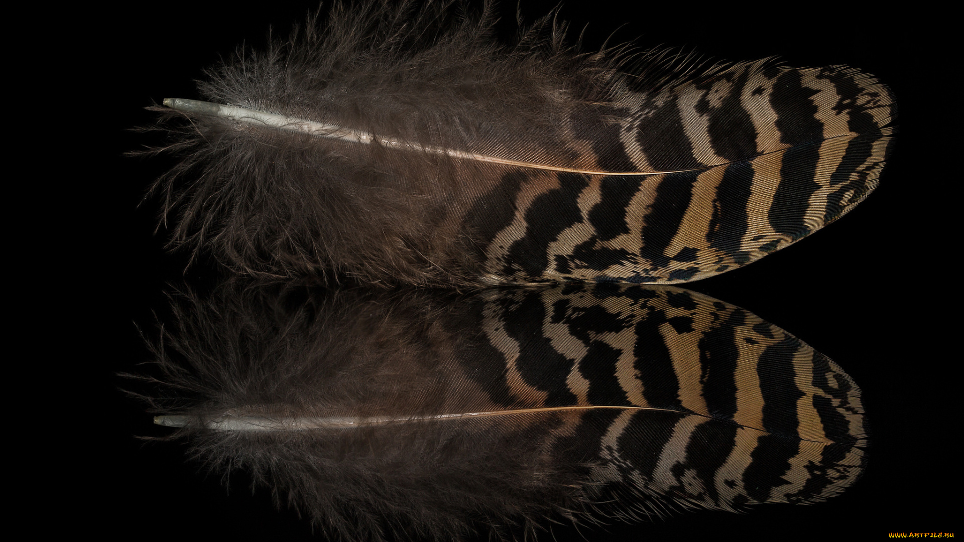 разное, перья, отражение, перо