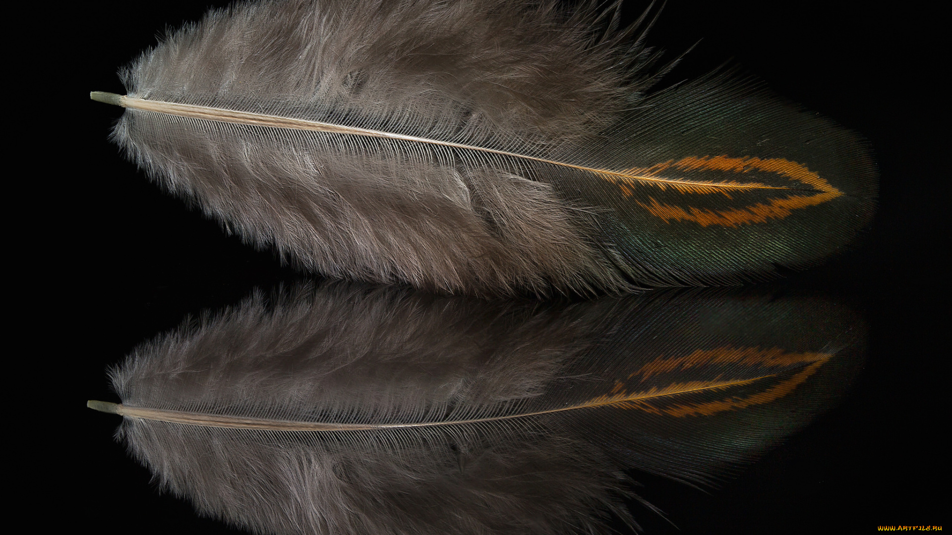 разное, перья, отражение, перо