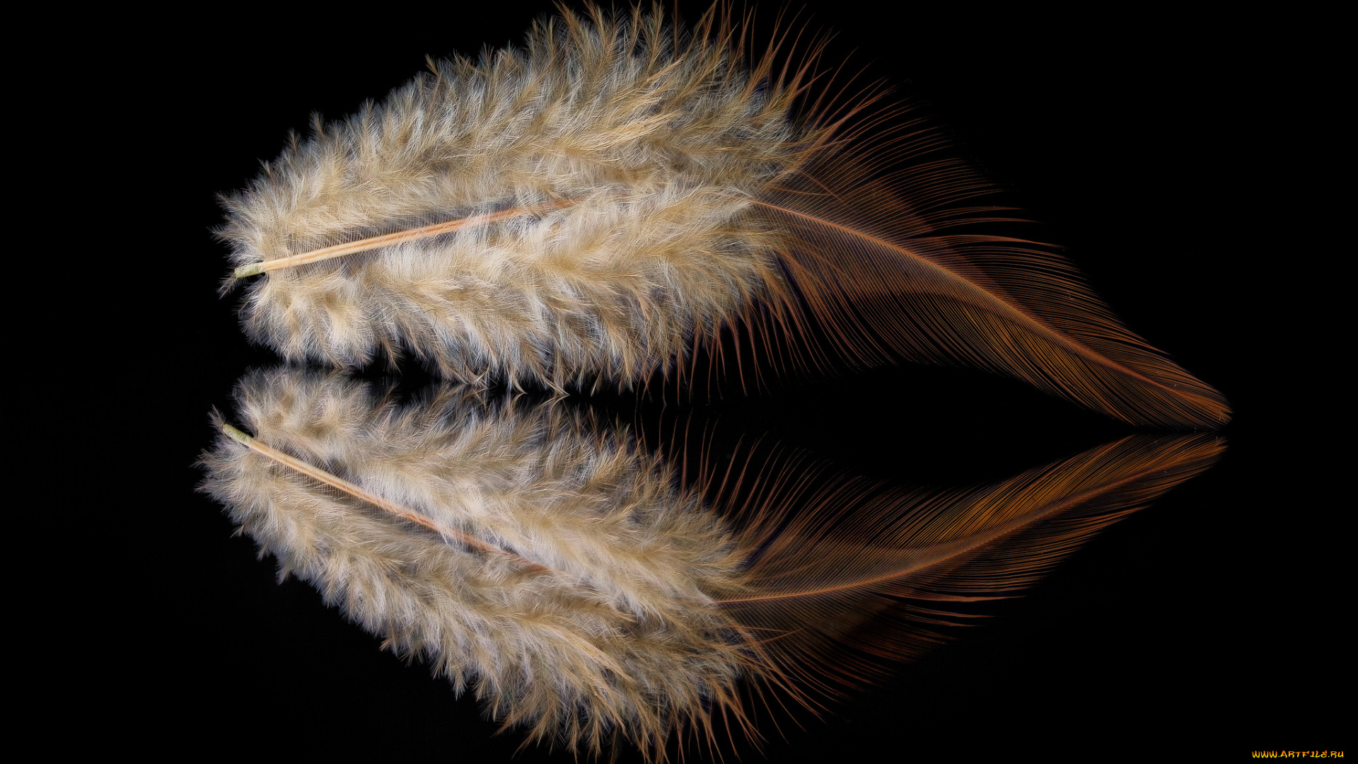 разное, перья, отражение, перо