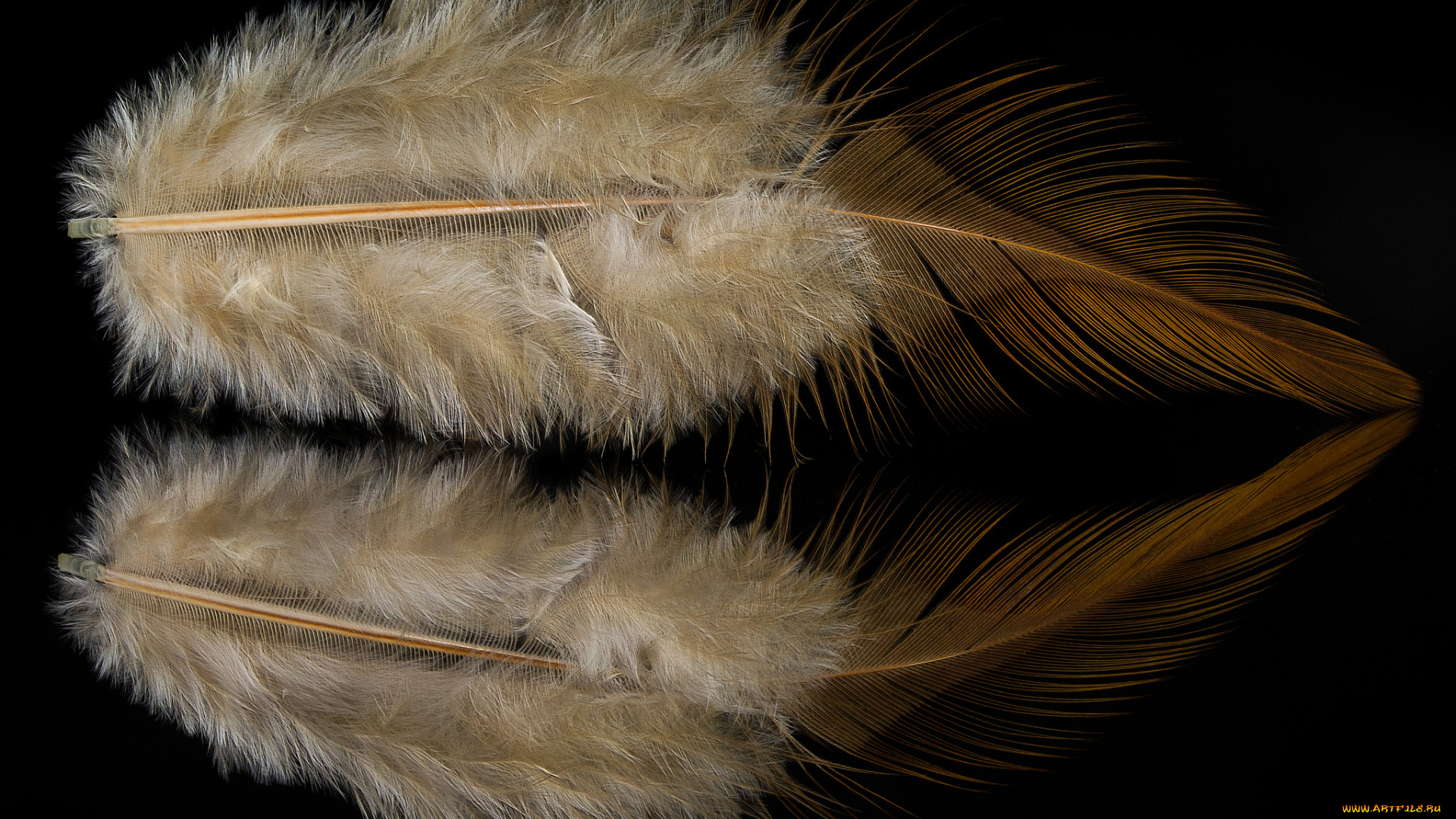 разное, перья, перо, отражение