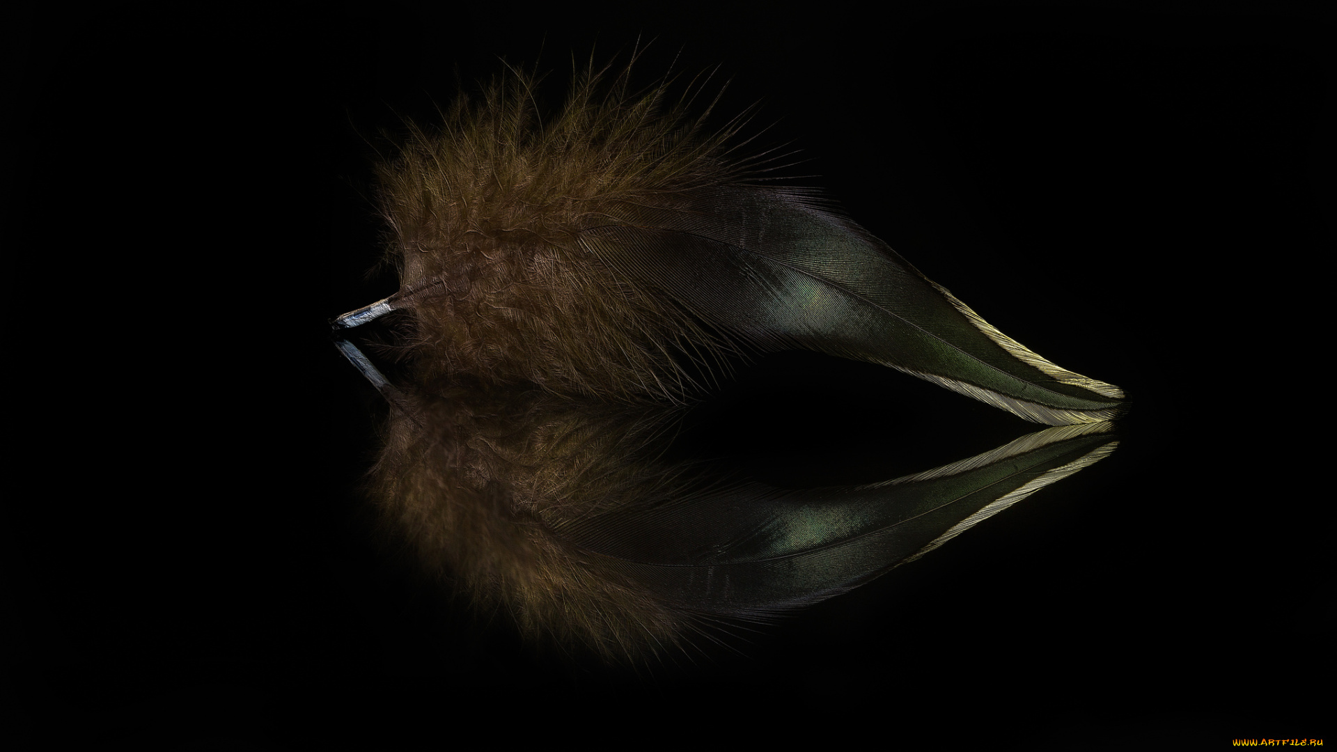 разное, перья, перо, отражение