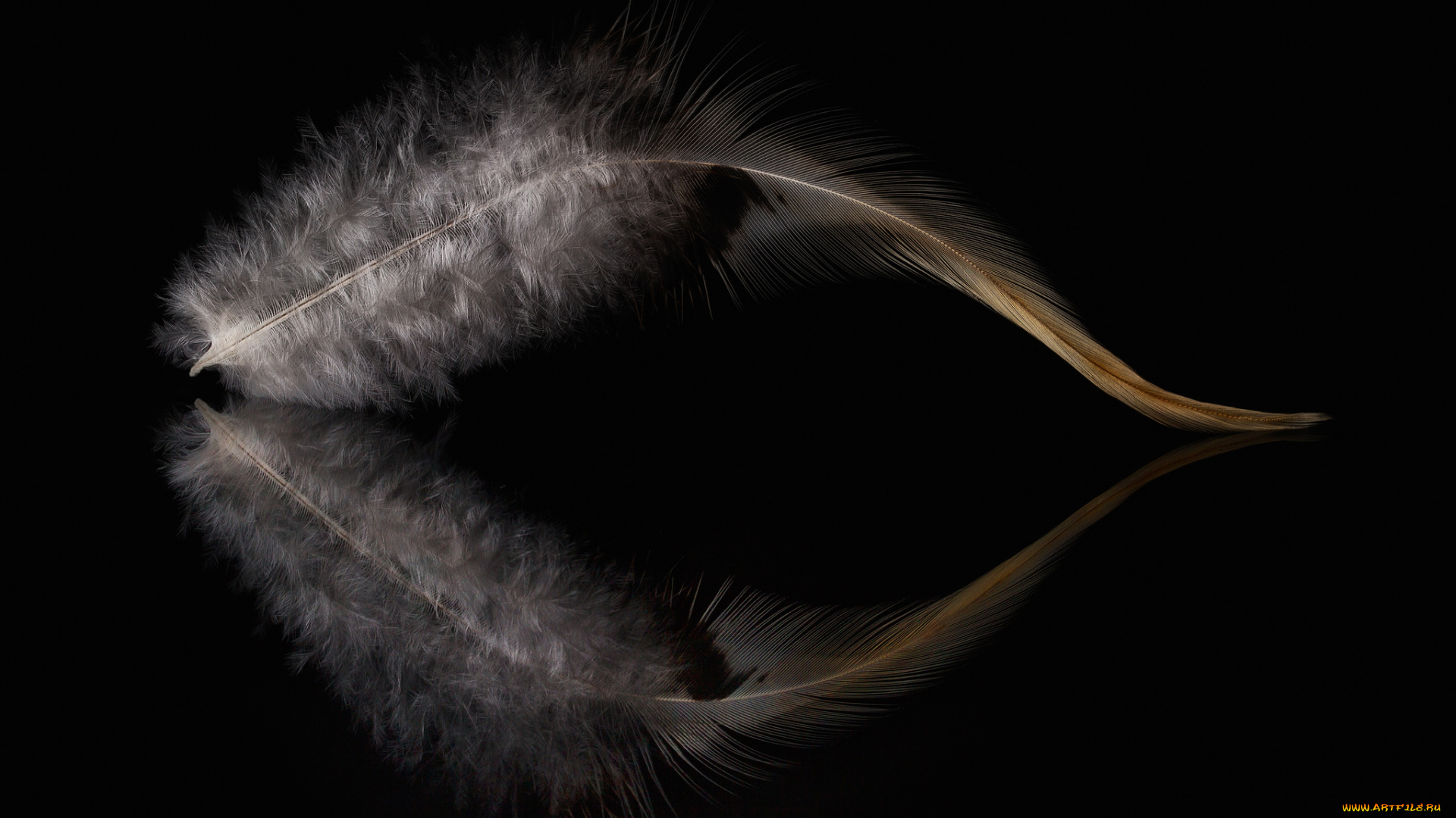 разное, перья, перо, отражение