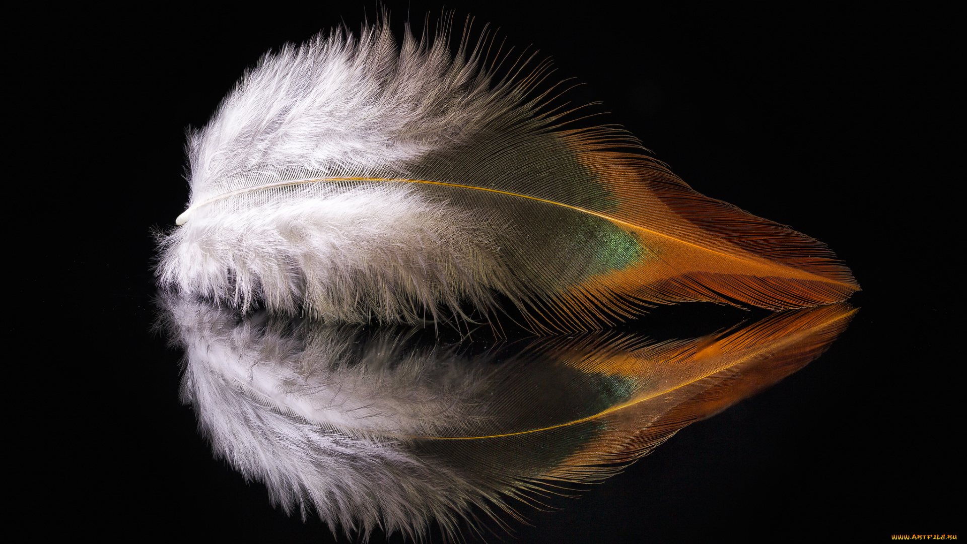 разное, перья, перо, отражение