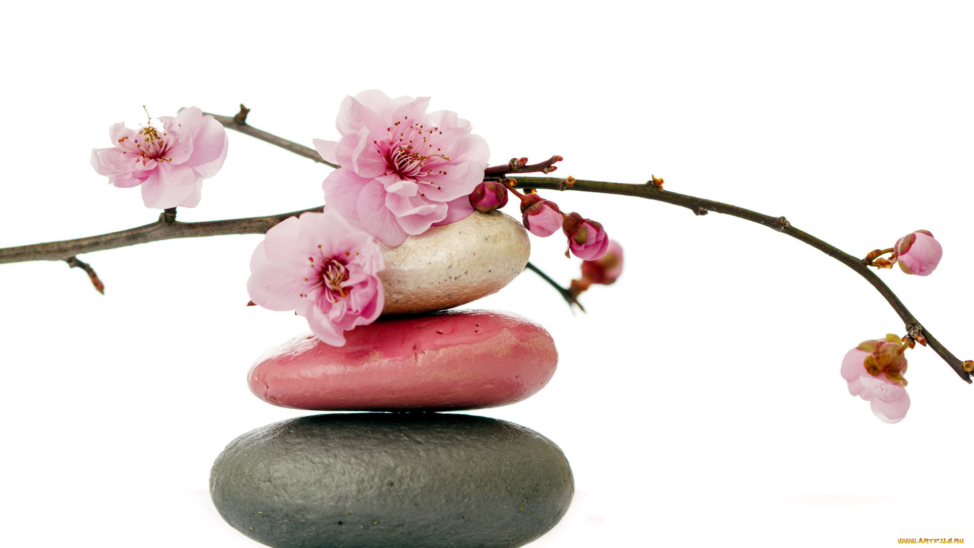 разное, ракушки, , кораллы, , декоративные, и, spa-камни, ветка, сакура